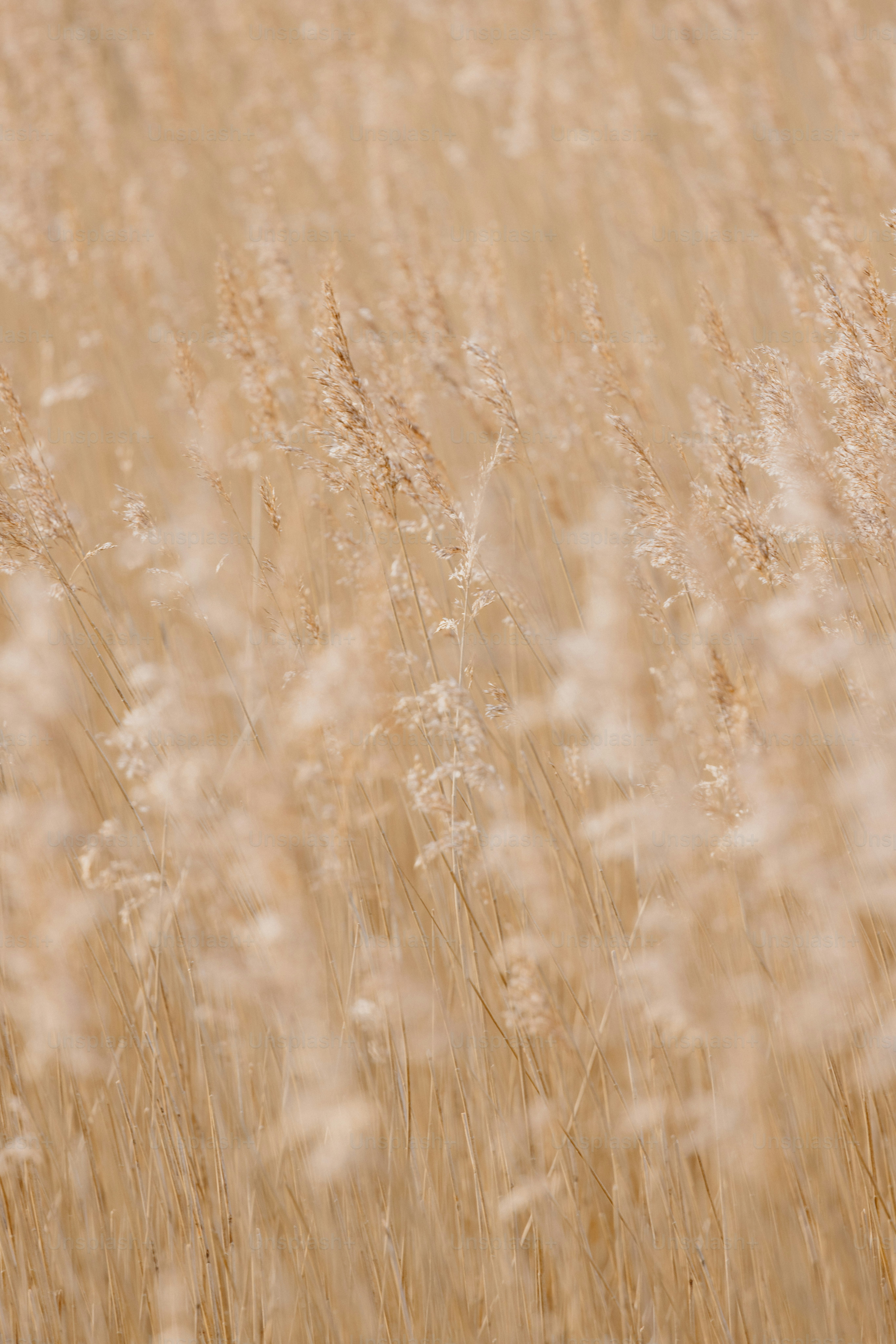 Golden field of tall grass blowing in the wind.