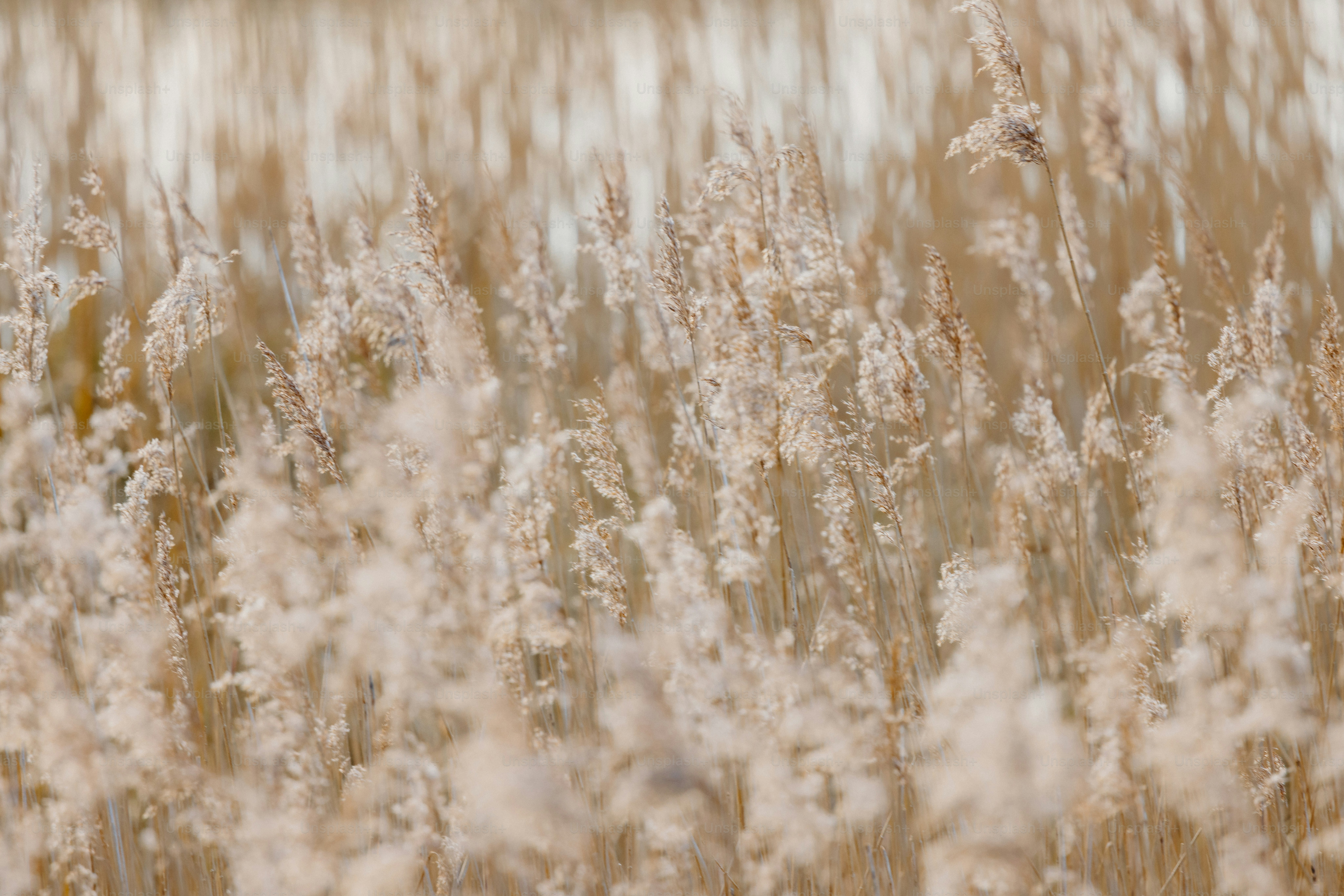 Golden wheat field waving in the wind.