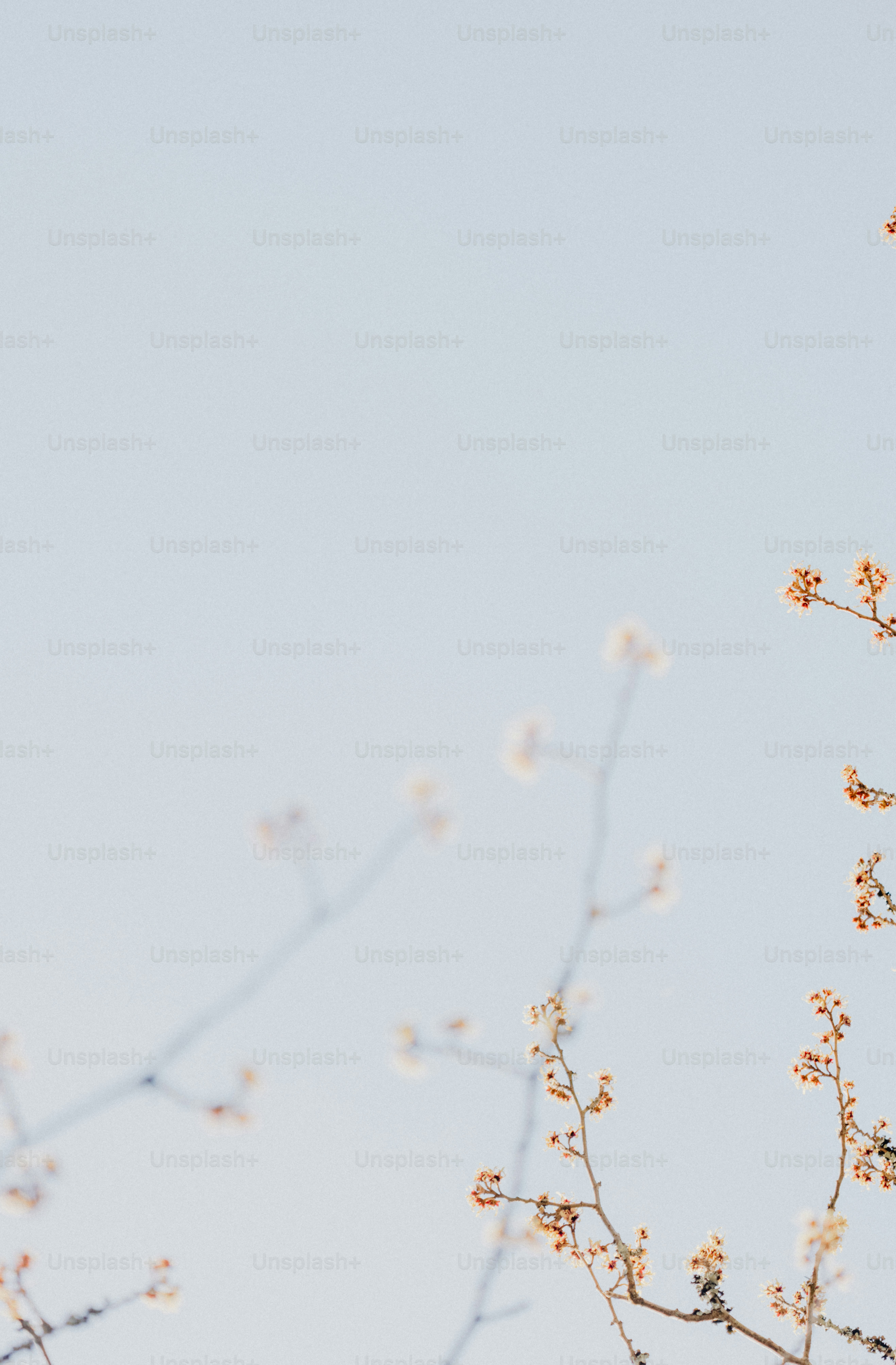 Branches with small, delicate buds against a light sky.