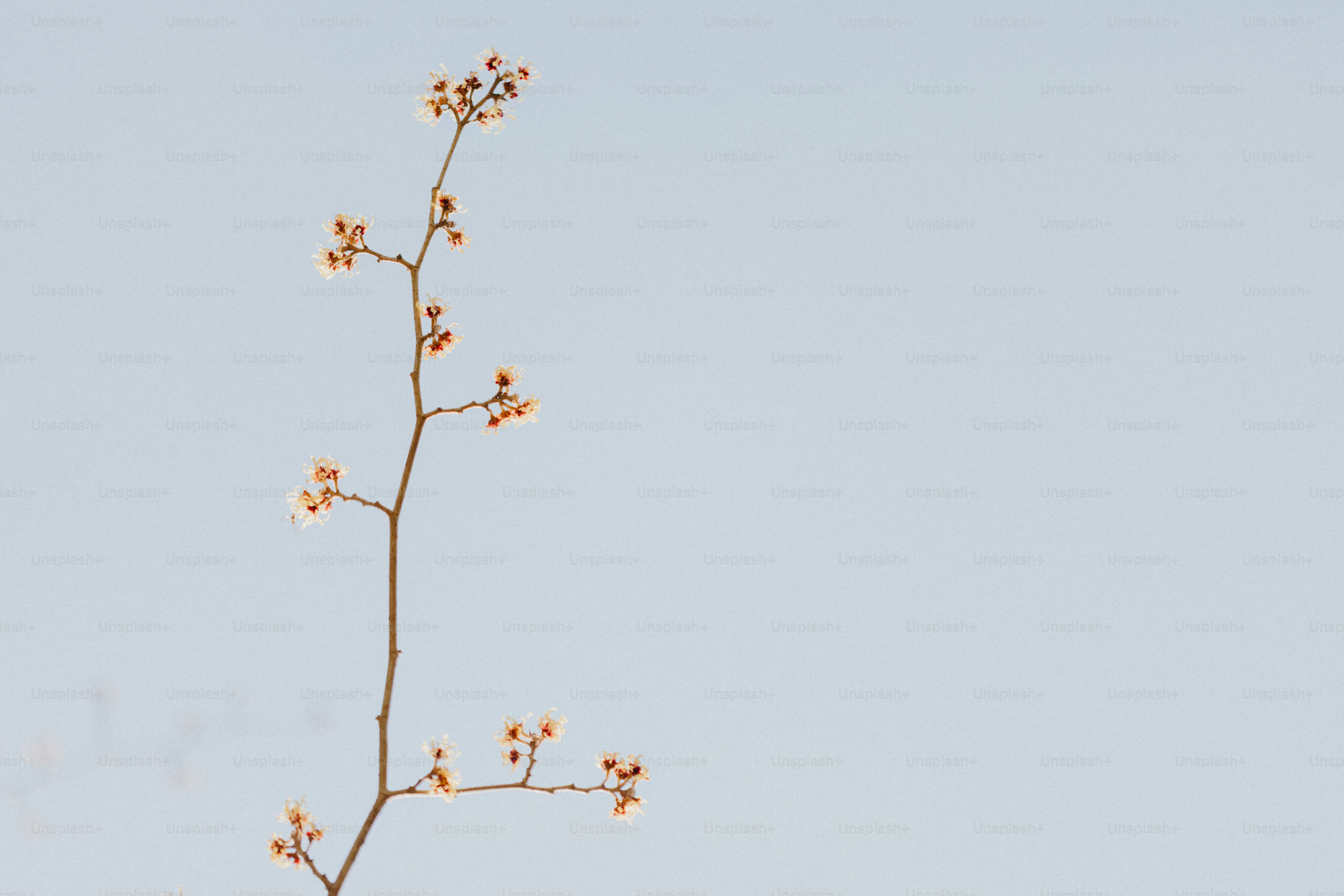 A delicate branch against a light blue sky.
