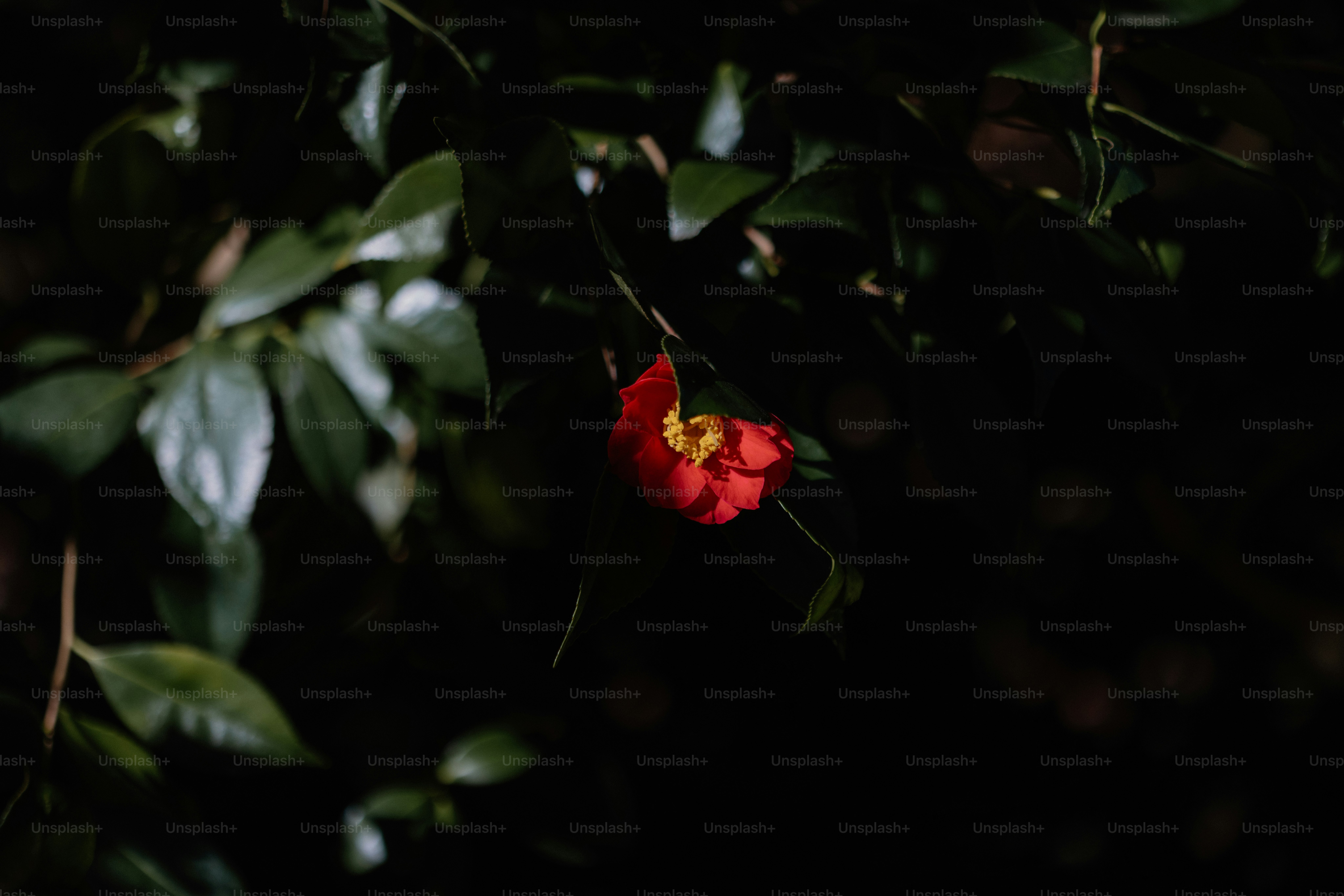 Una flor roja cuelga de un árbol oscuro