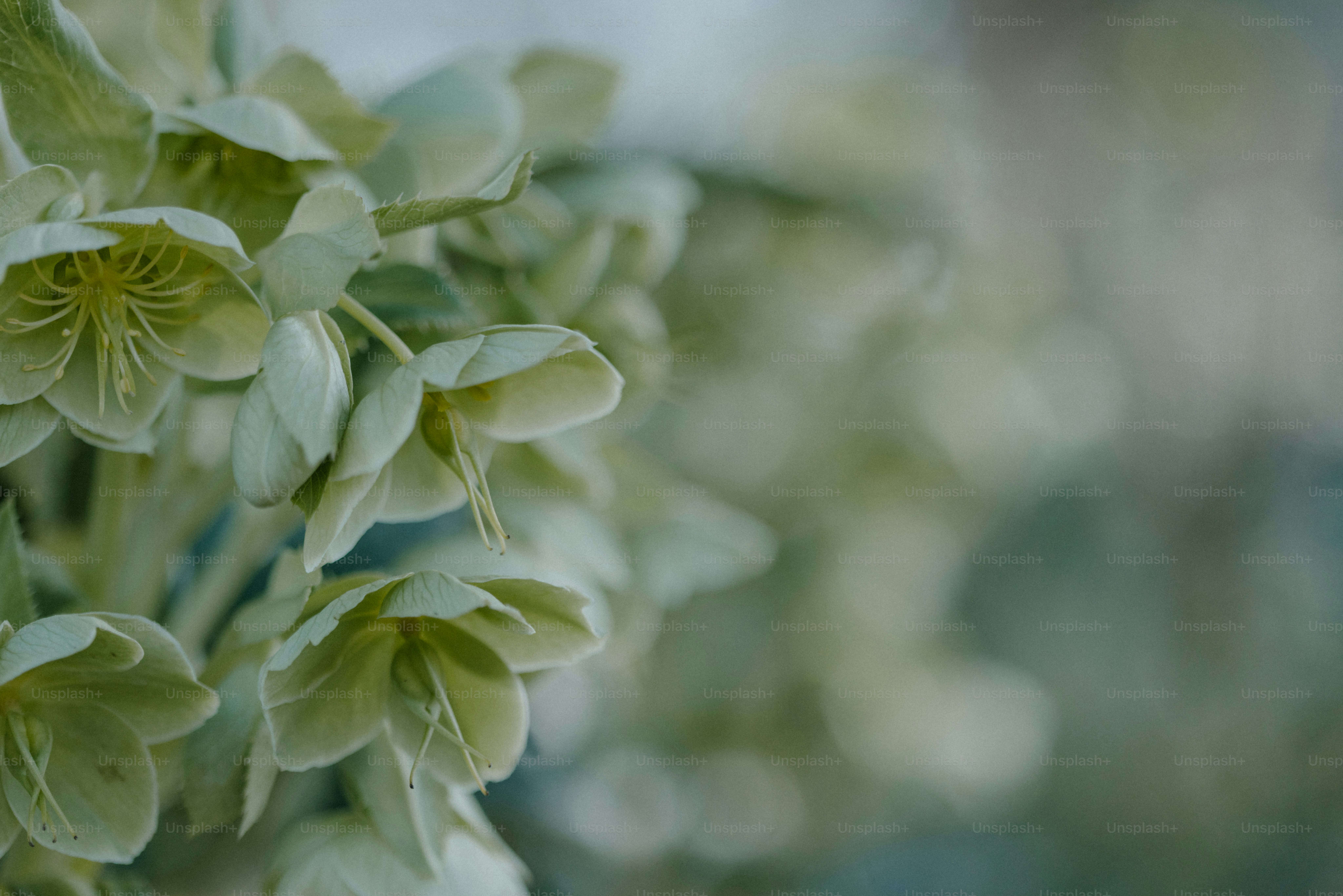 Soft green flowers bloom in focus.