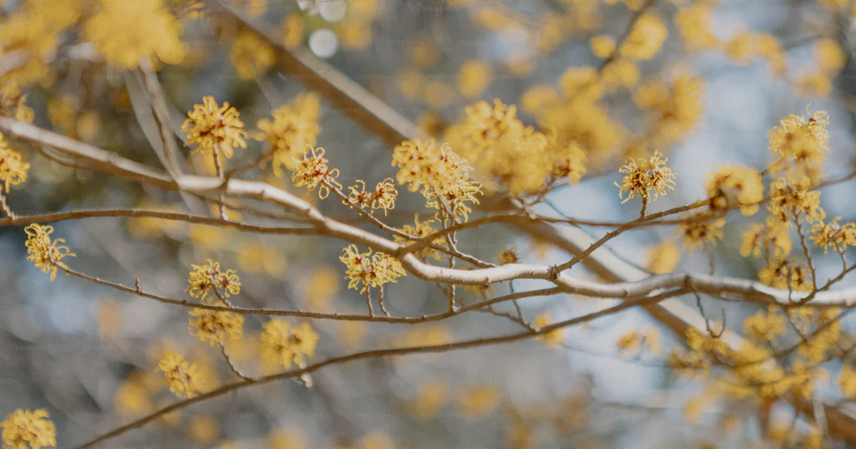 5 Pcs HO Scale (1:87) Yellow Flower Trees For Model Railroad Dioramas - 6.5 Cm Tall, Krea Modellismo, Made In Italy