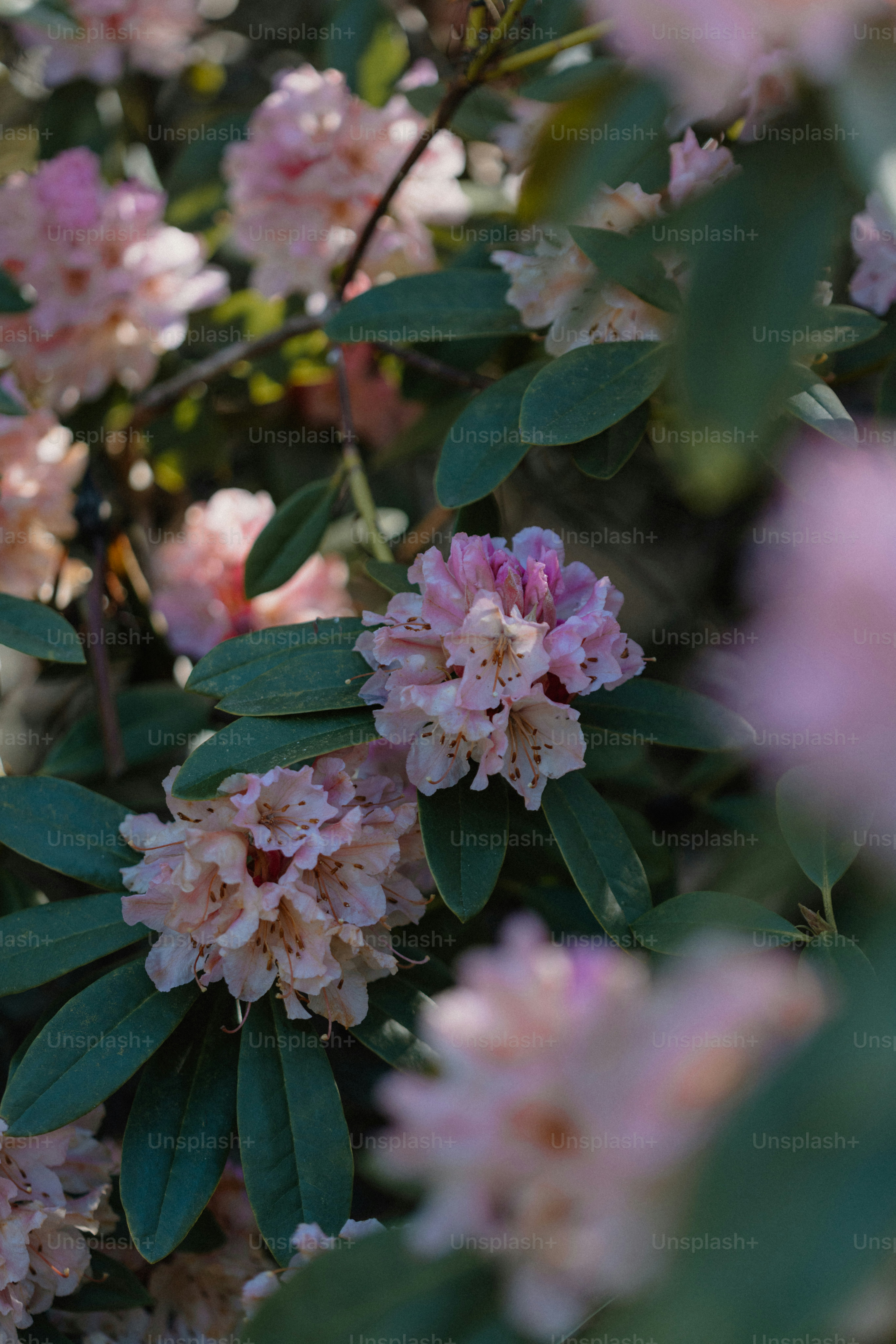 Pink rhododendron blooms in abundance with foliage.