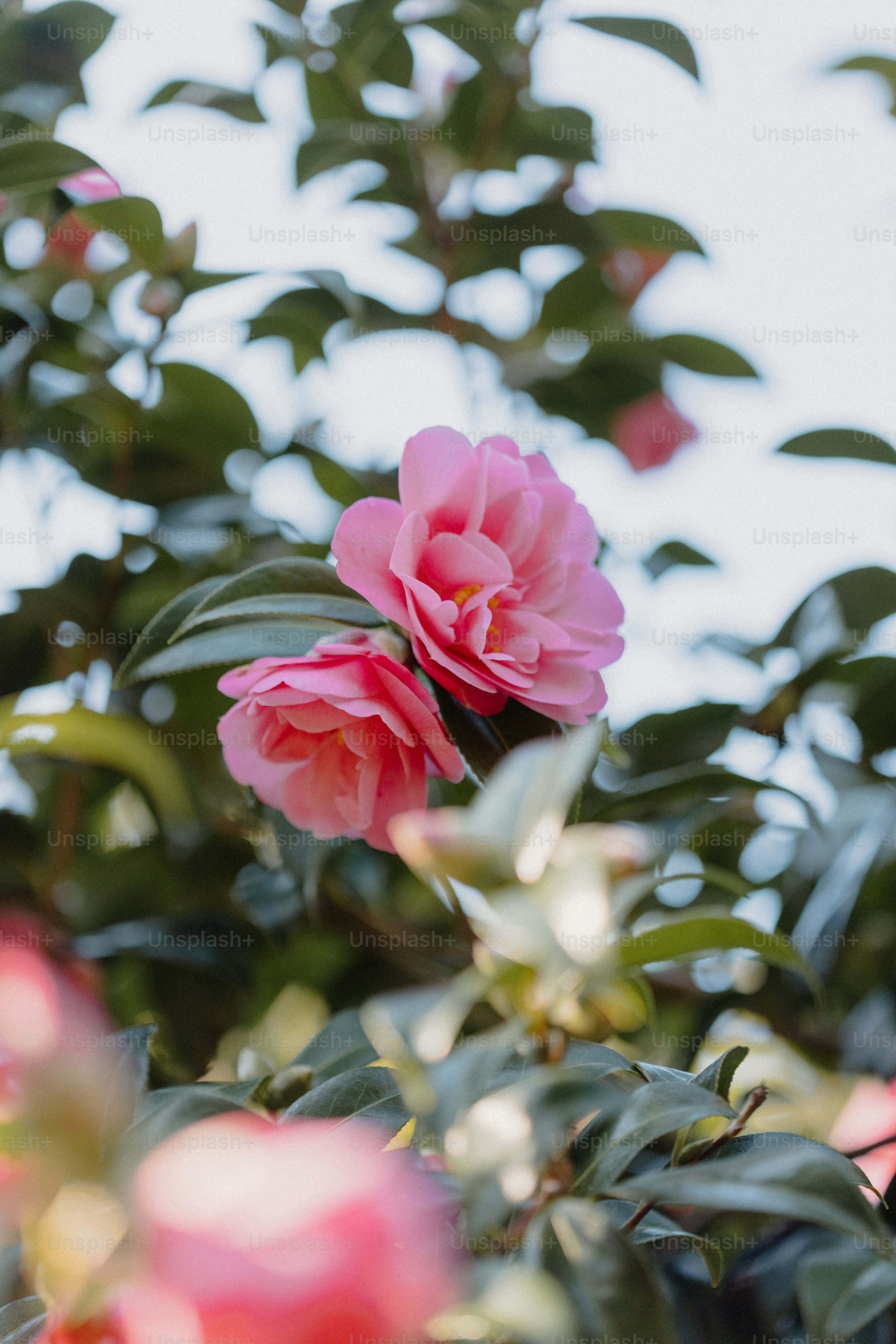 Pink flowers bloom among green leaves.