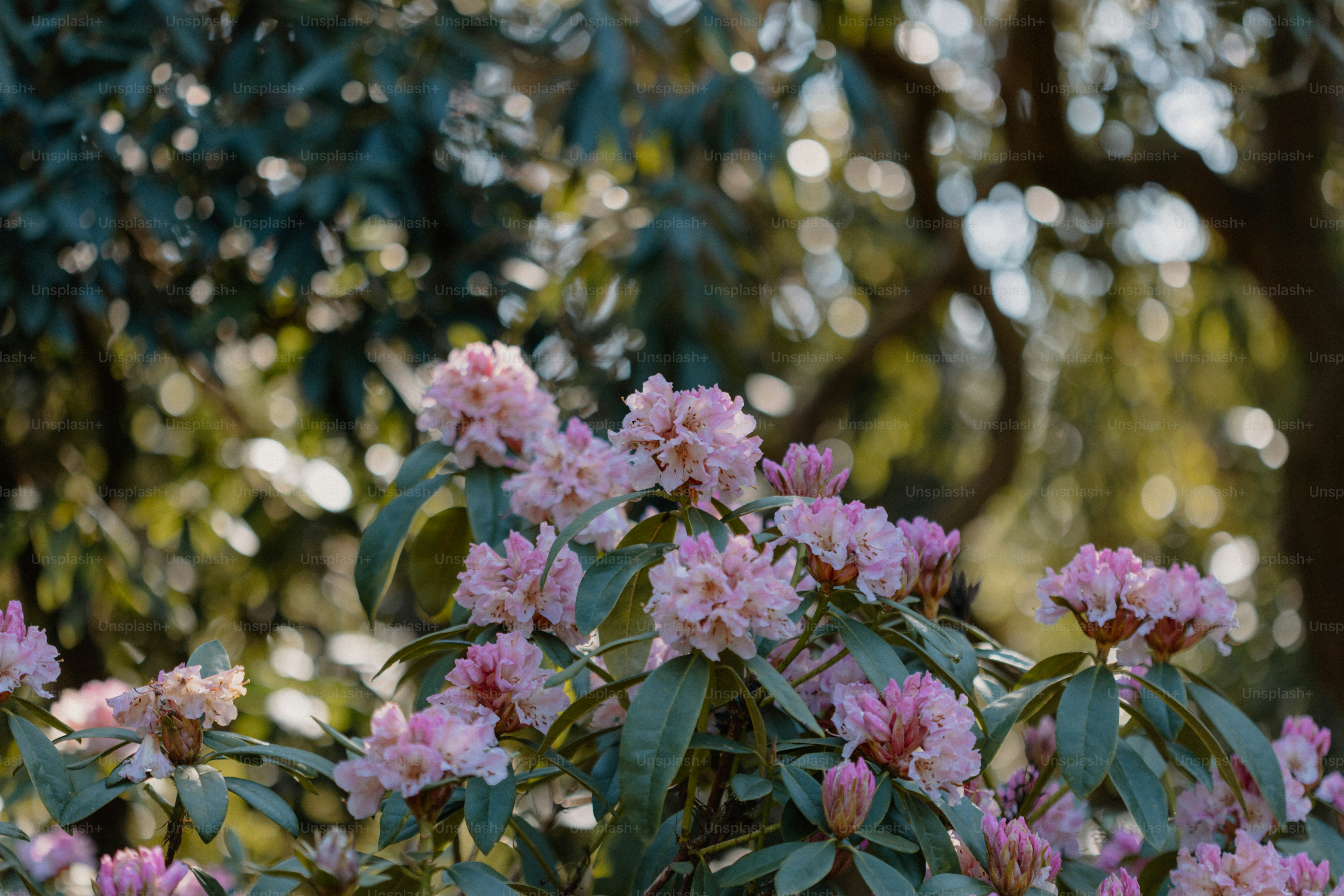 Pink rhododendron flowers bloom in the garden.