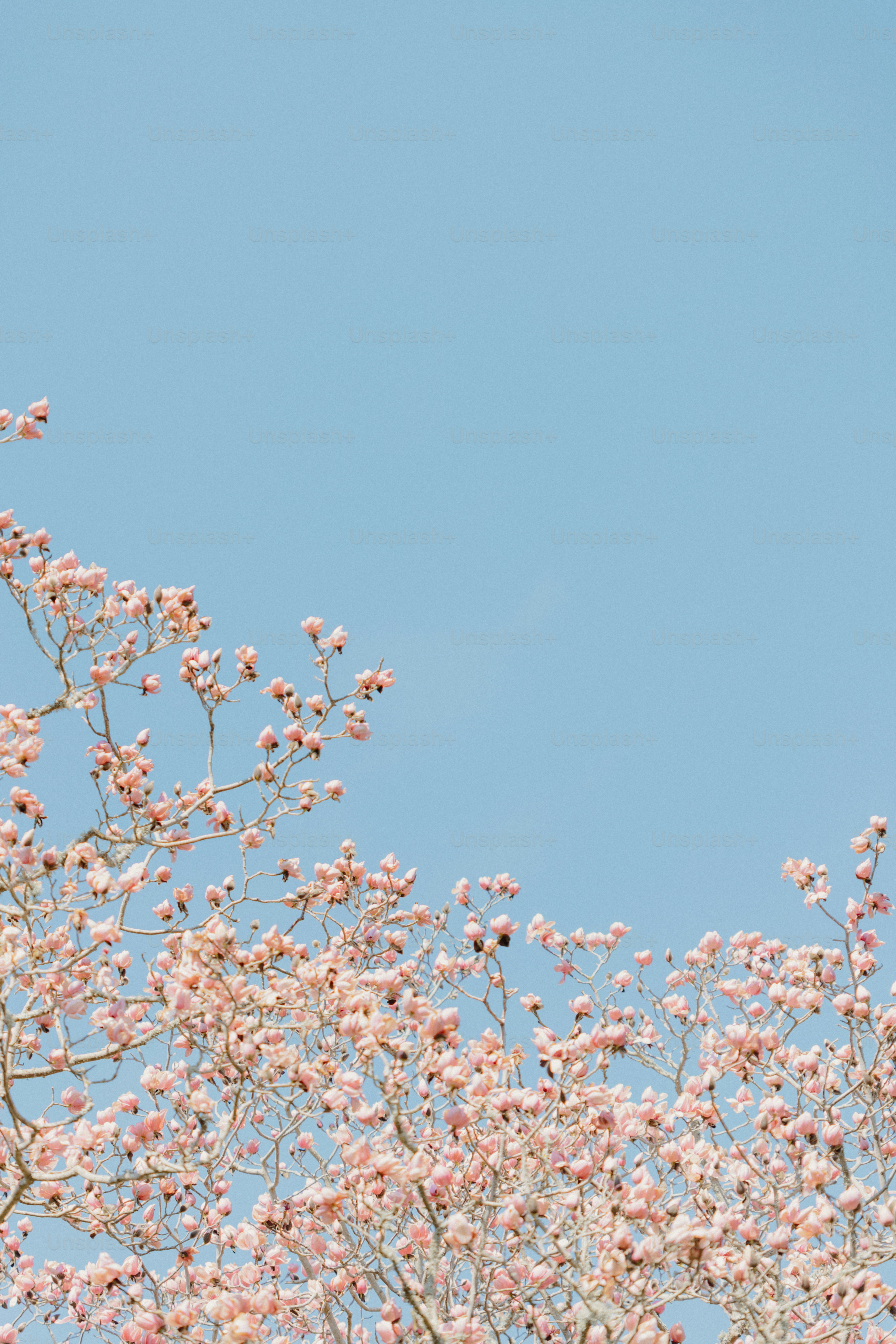 Pink flowers bloom under a beautiful, blue sky.