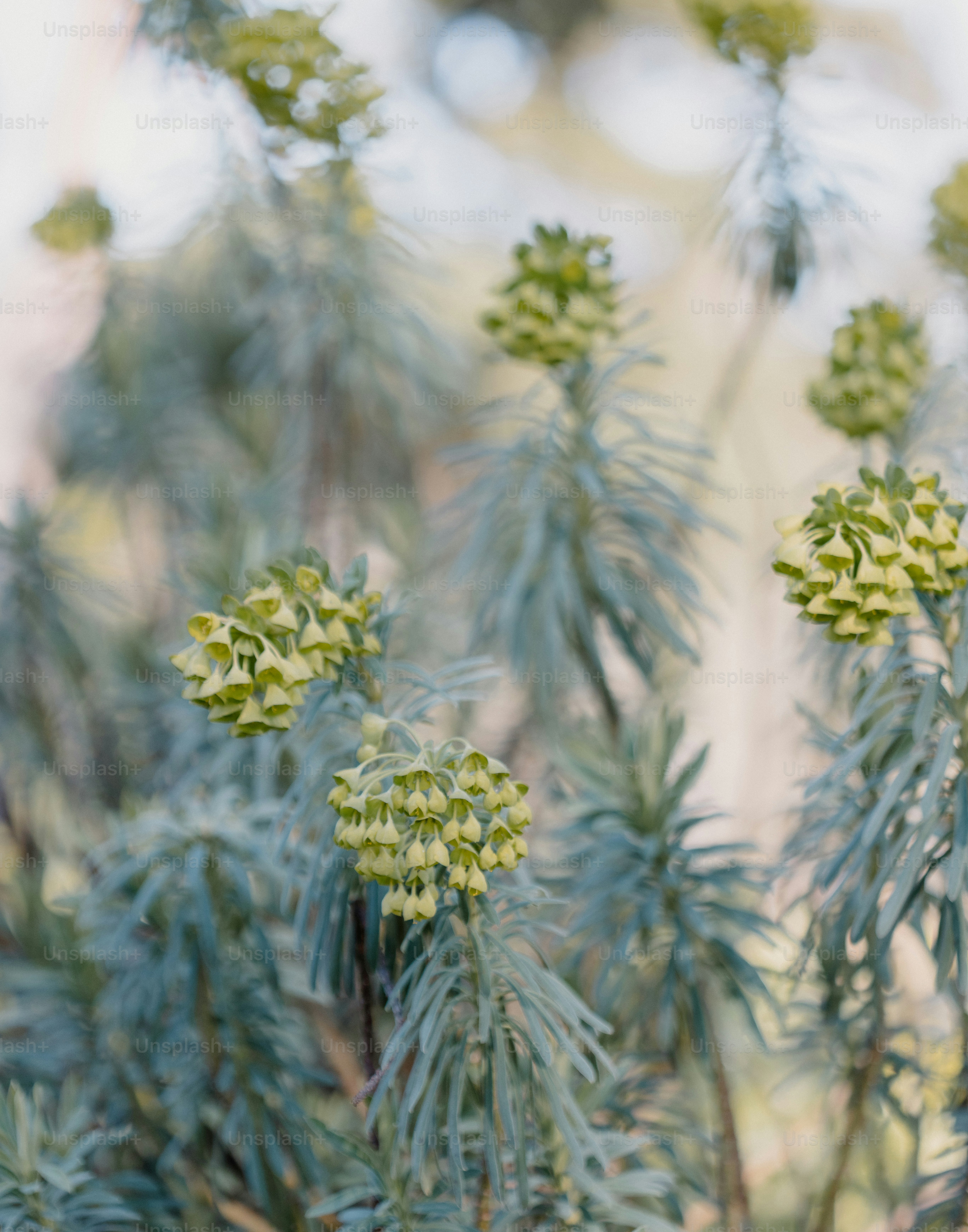 Blue-green plant with small, yellowish flowers.