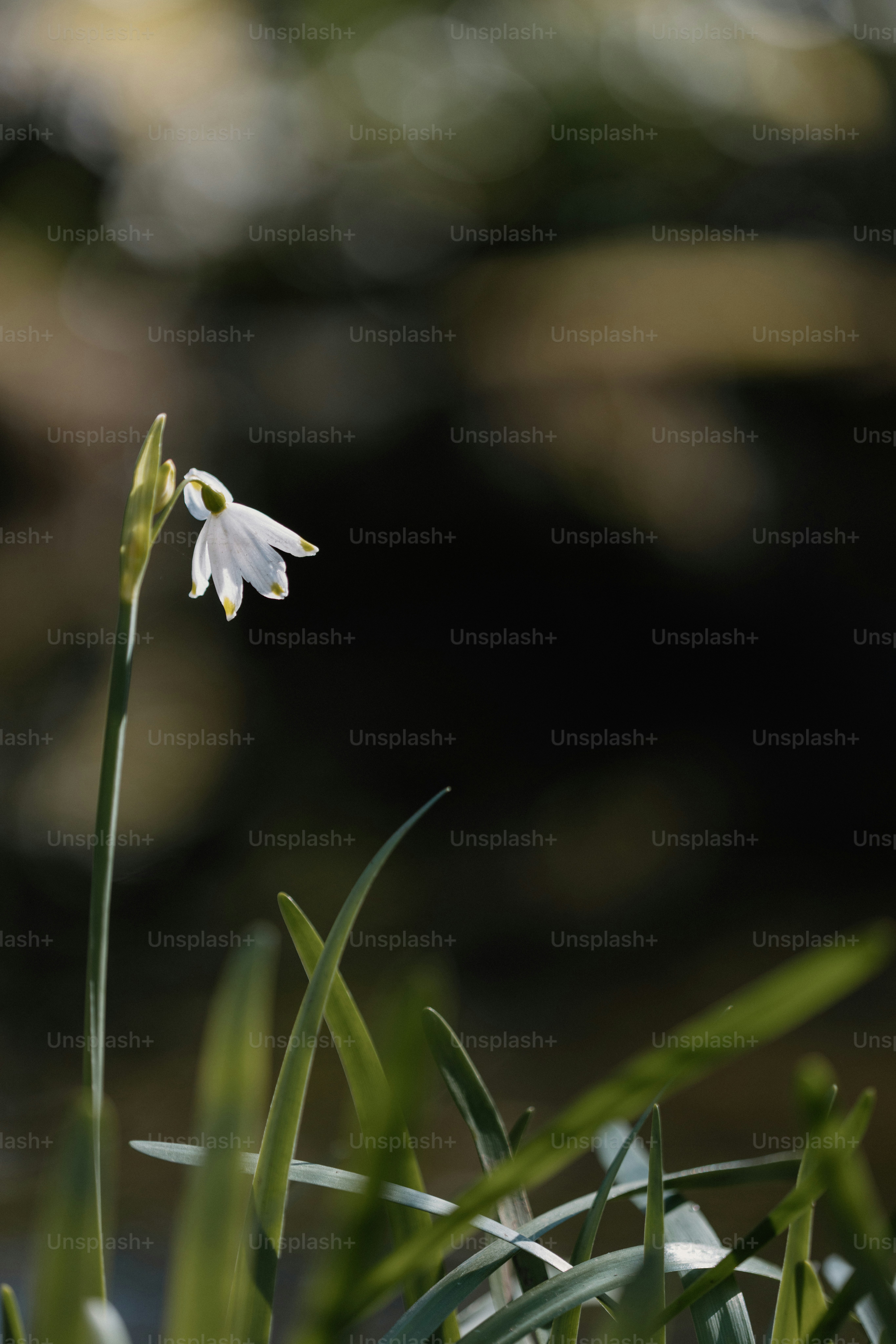 A single, delicate white flower in sunlight.