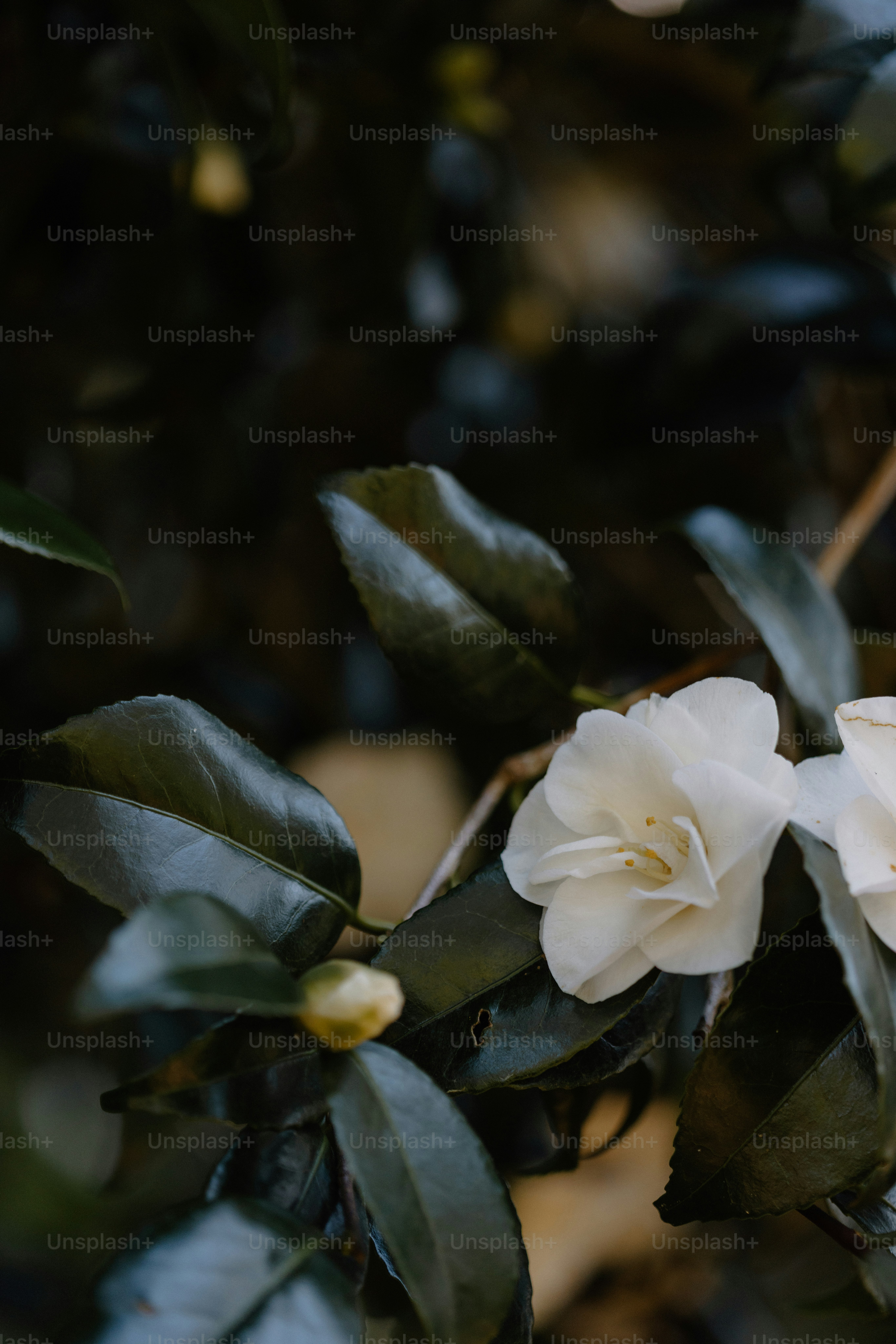 White camellia flower amidst dark green leaves.