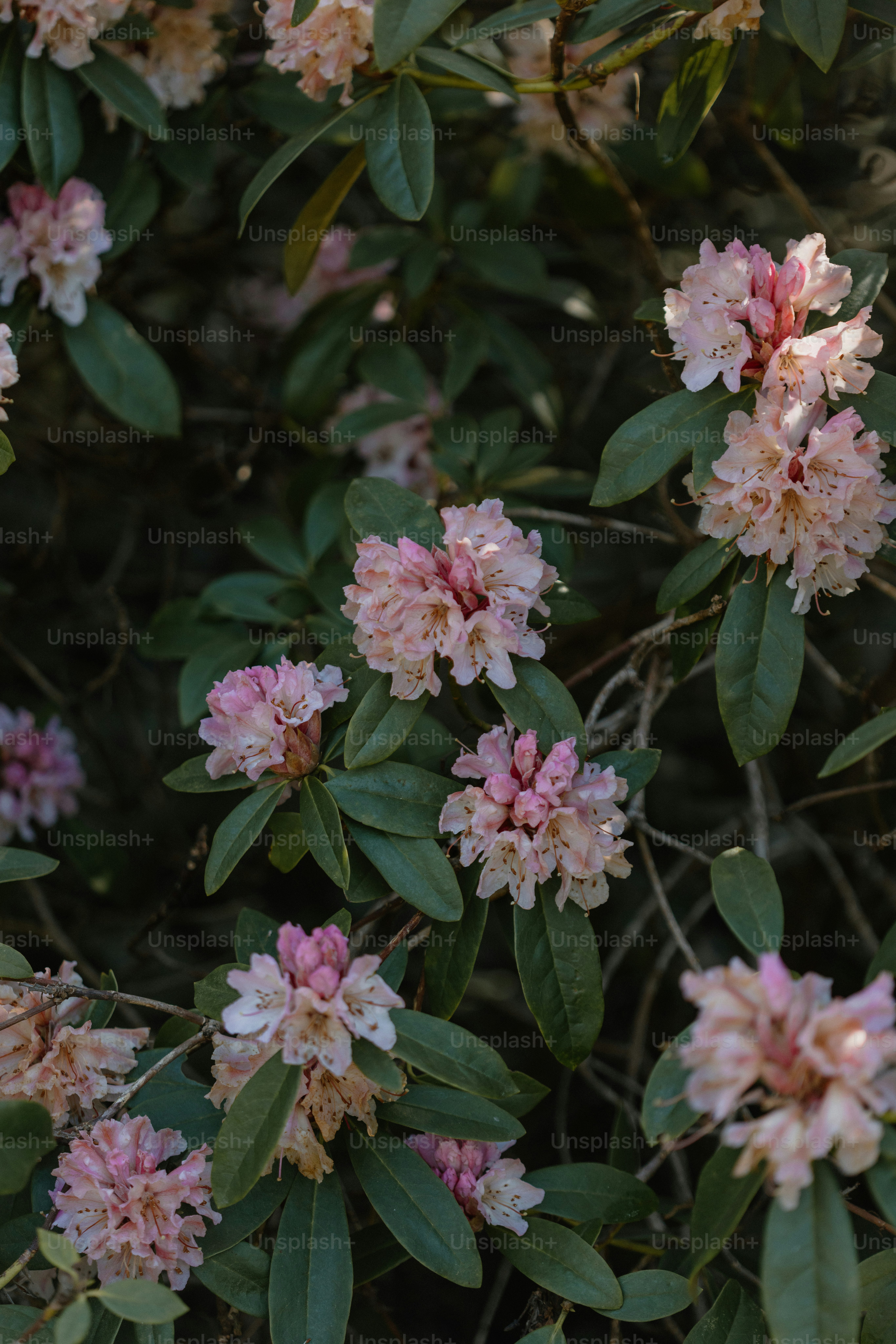Las flores rosadas de rododendro florecen a la luz del sol
