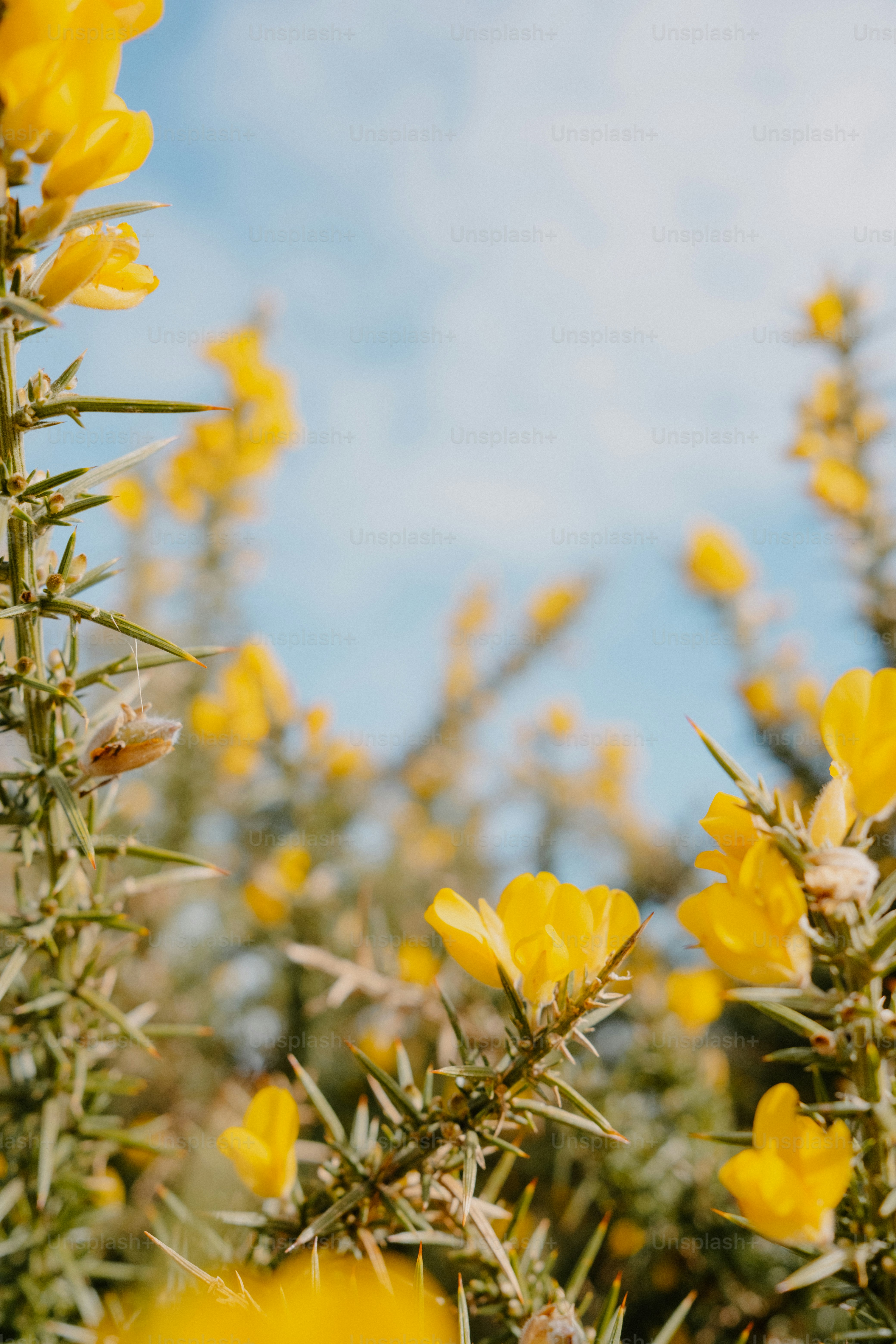 Yellow flowers bloom against a bright blue sky.