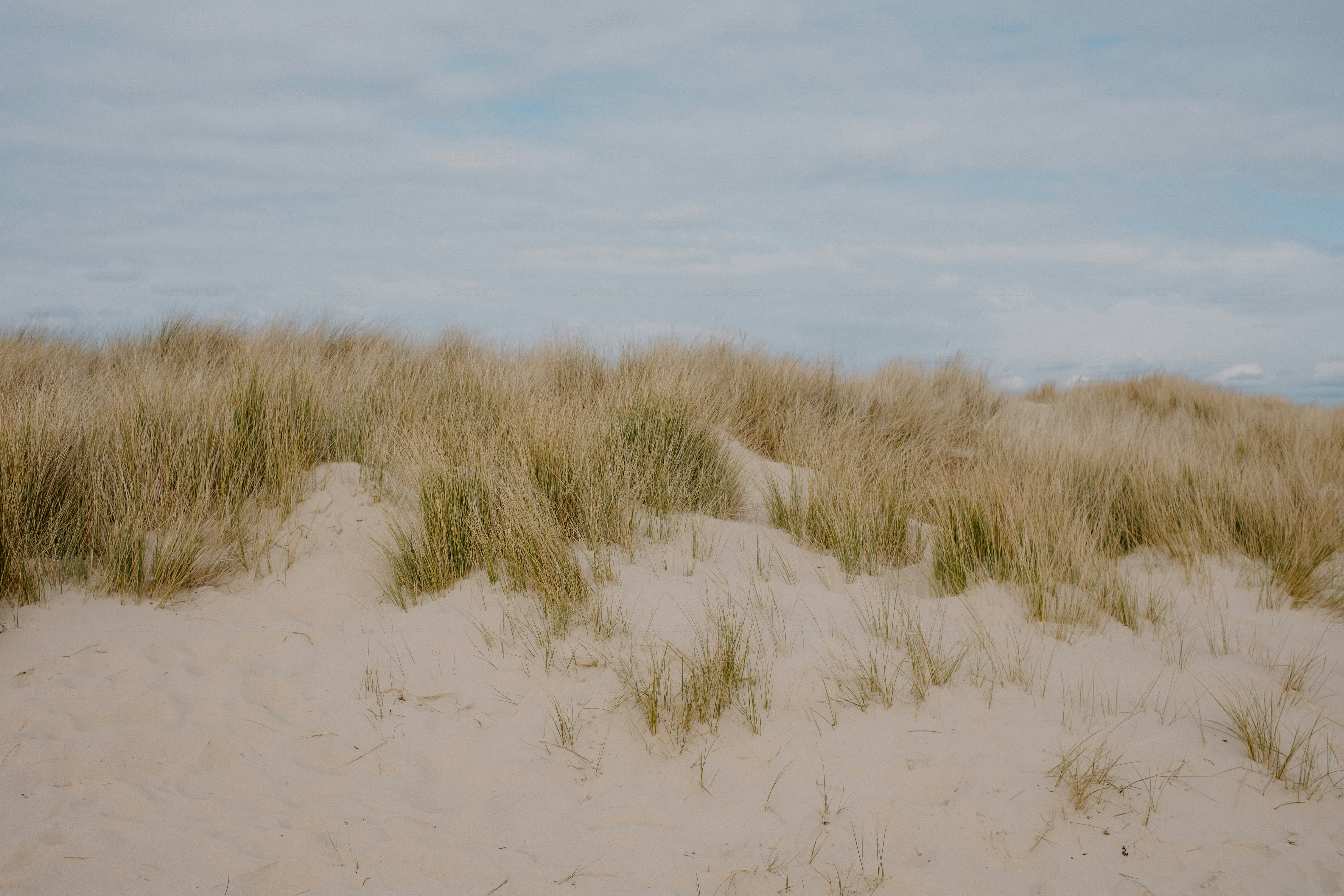 Des dunes de sable avec des herbes hautes contre le ciel.