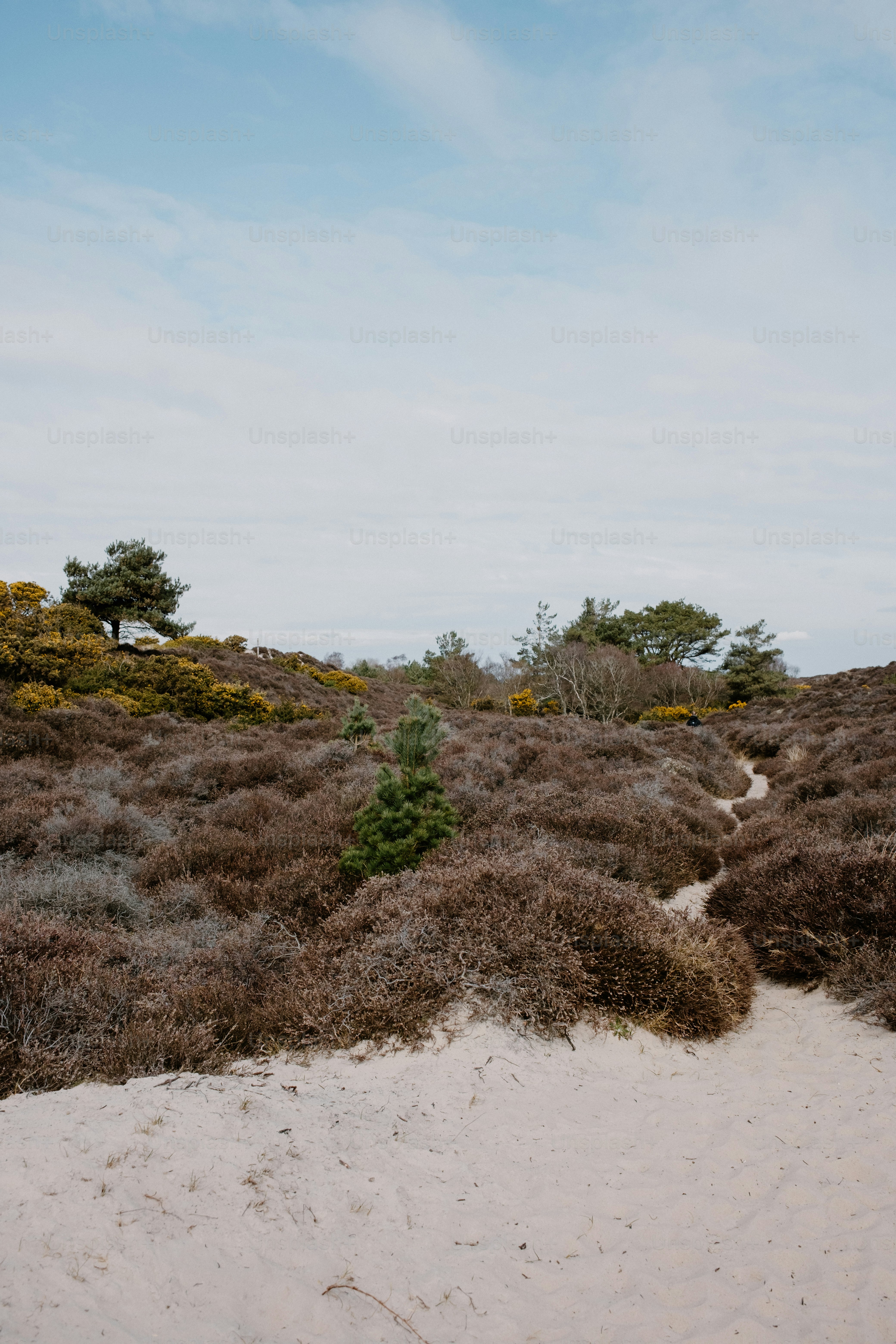 Sandy path leads through bushes under a blue sky.