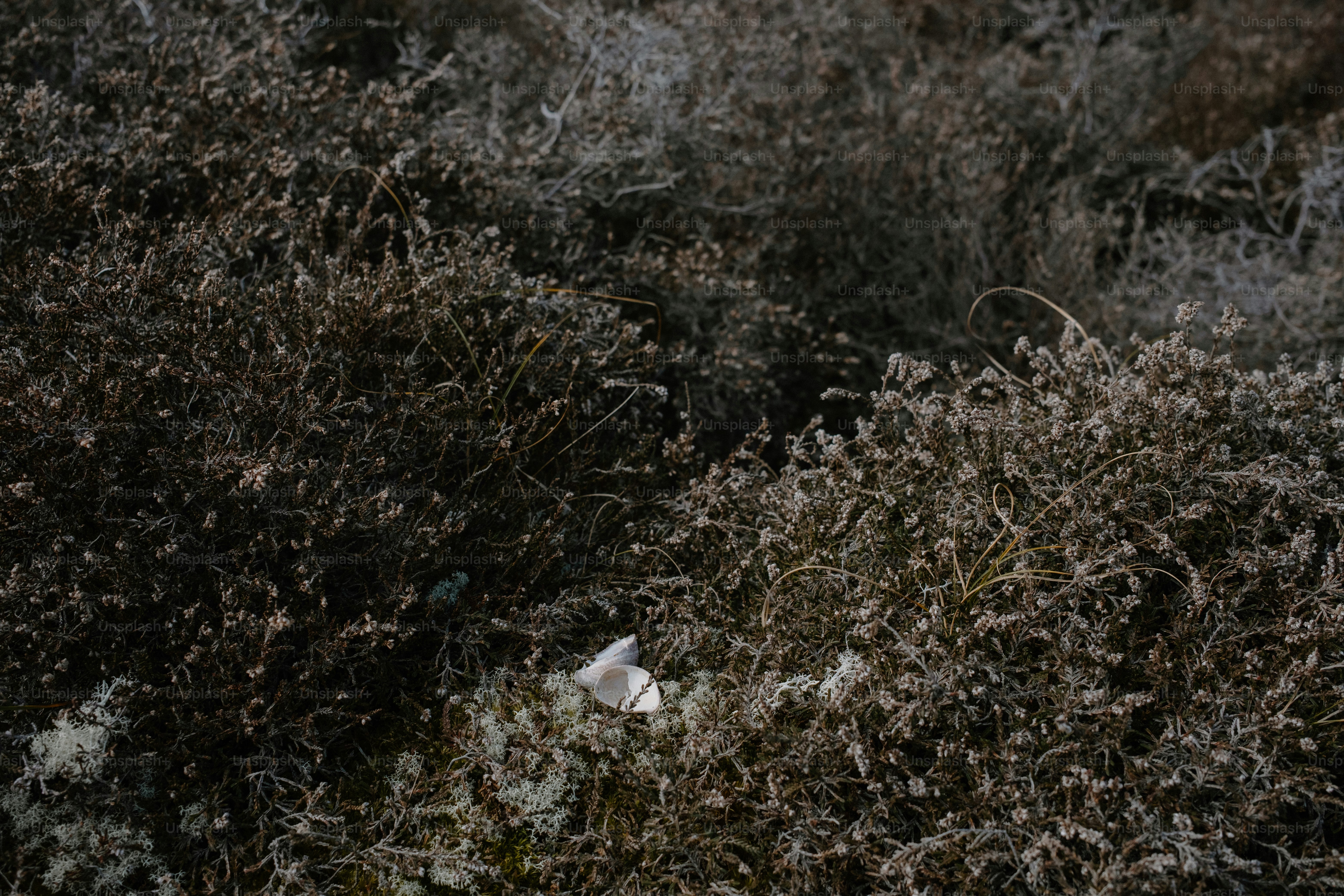 premium_photo-1742560561897-3fe0ea6025cc?ixid=M3wxMjA3fDB8MXxzZWFyY2h8NXx8JURBJUE5JUQ4JUE3JUQ4JUI0JUQ4JUFBJTIwJUQ4JUE3JUQ4JUE4JUQ4JUIxJUQ5JTg4JTIwJUQ4JUFGJUQ4JUIxJTIwJURBJUE5JUQ4JUIxJUQ4JUFDfGVufDB8fHx8MTc2MzAzNTY2N3ww\u0026ixlib=rb-4.1.0