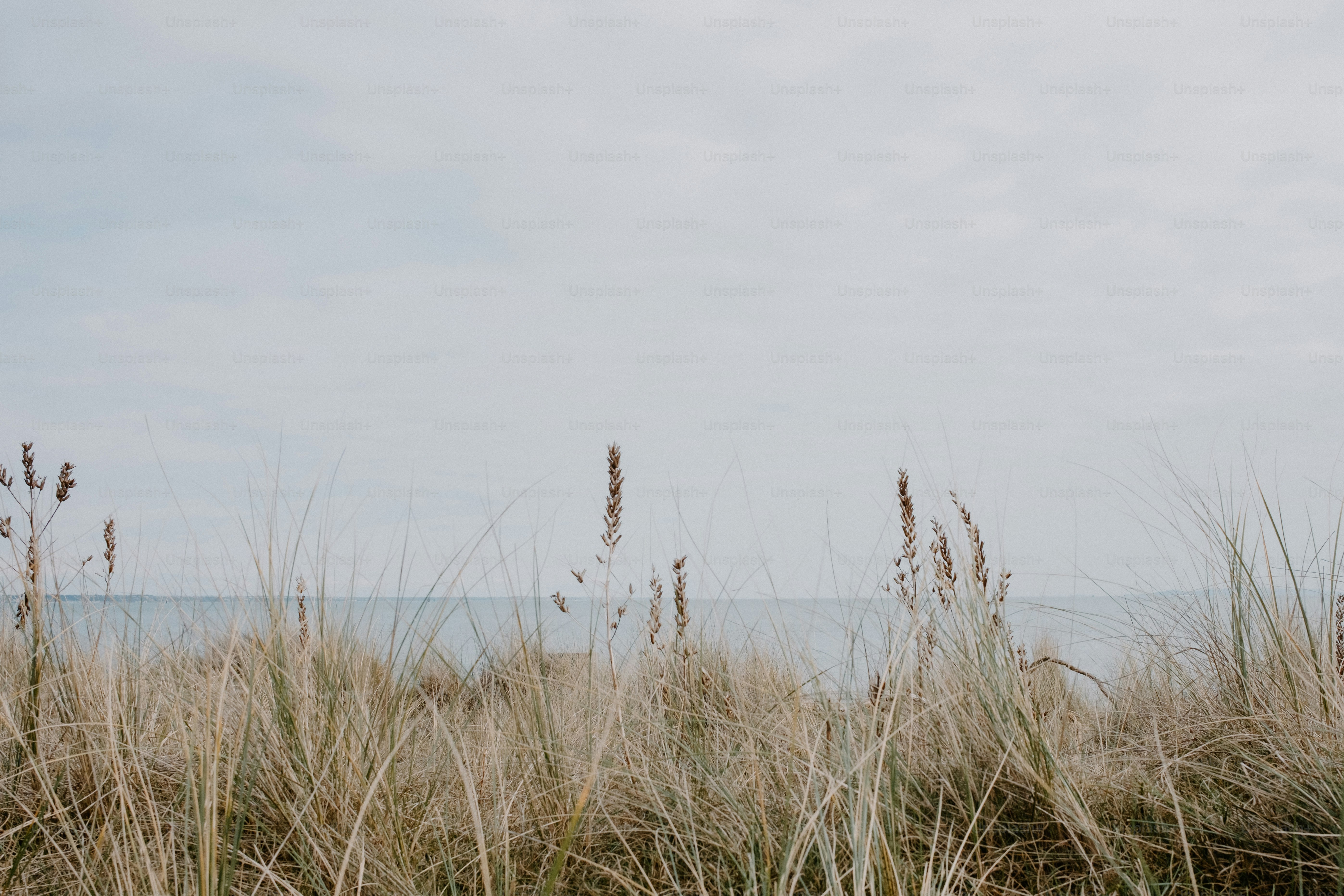 Grasses overlook an overcast seascape and sky.