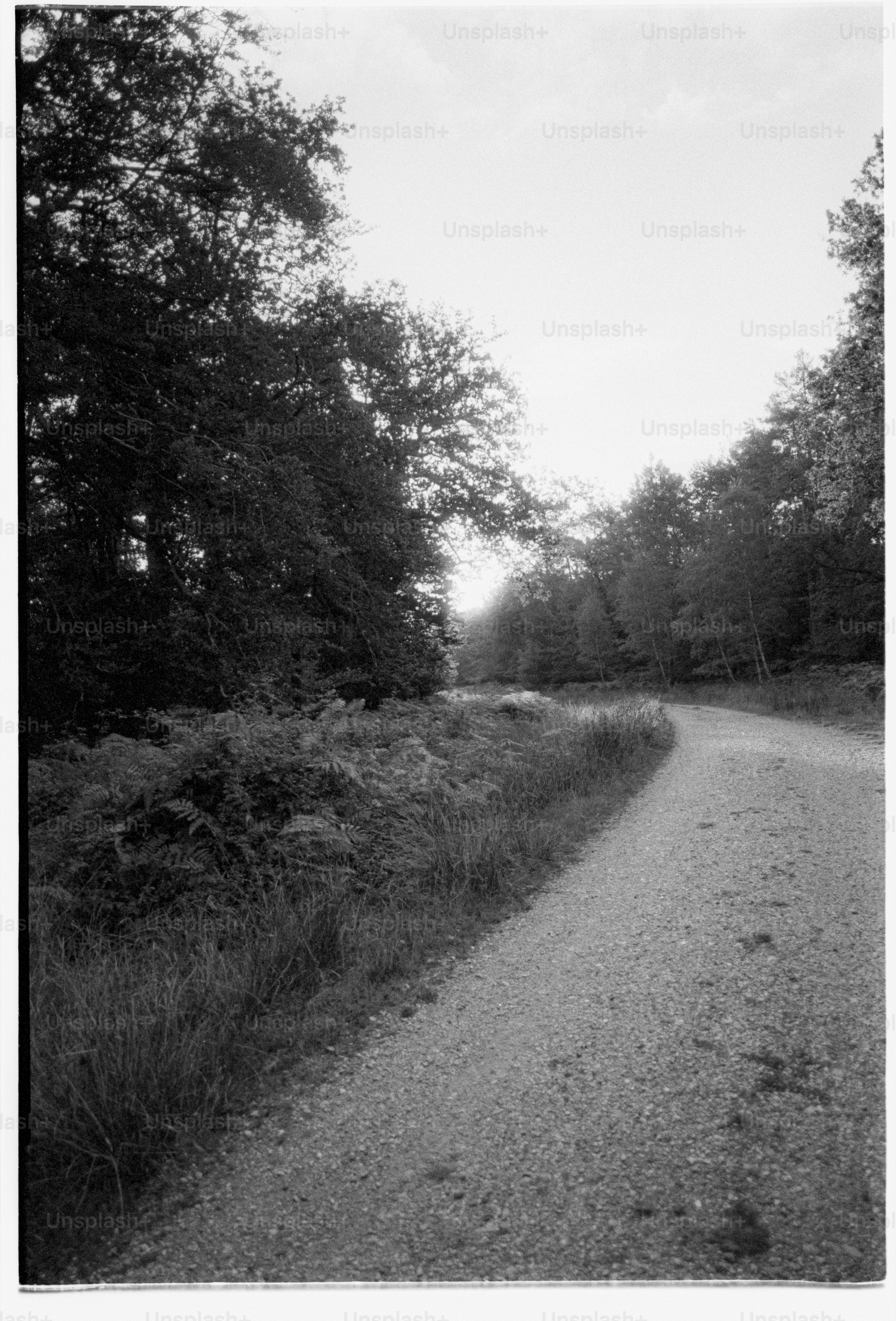 A winding path leads into a forest.