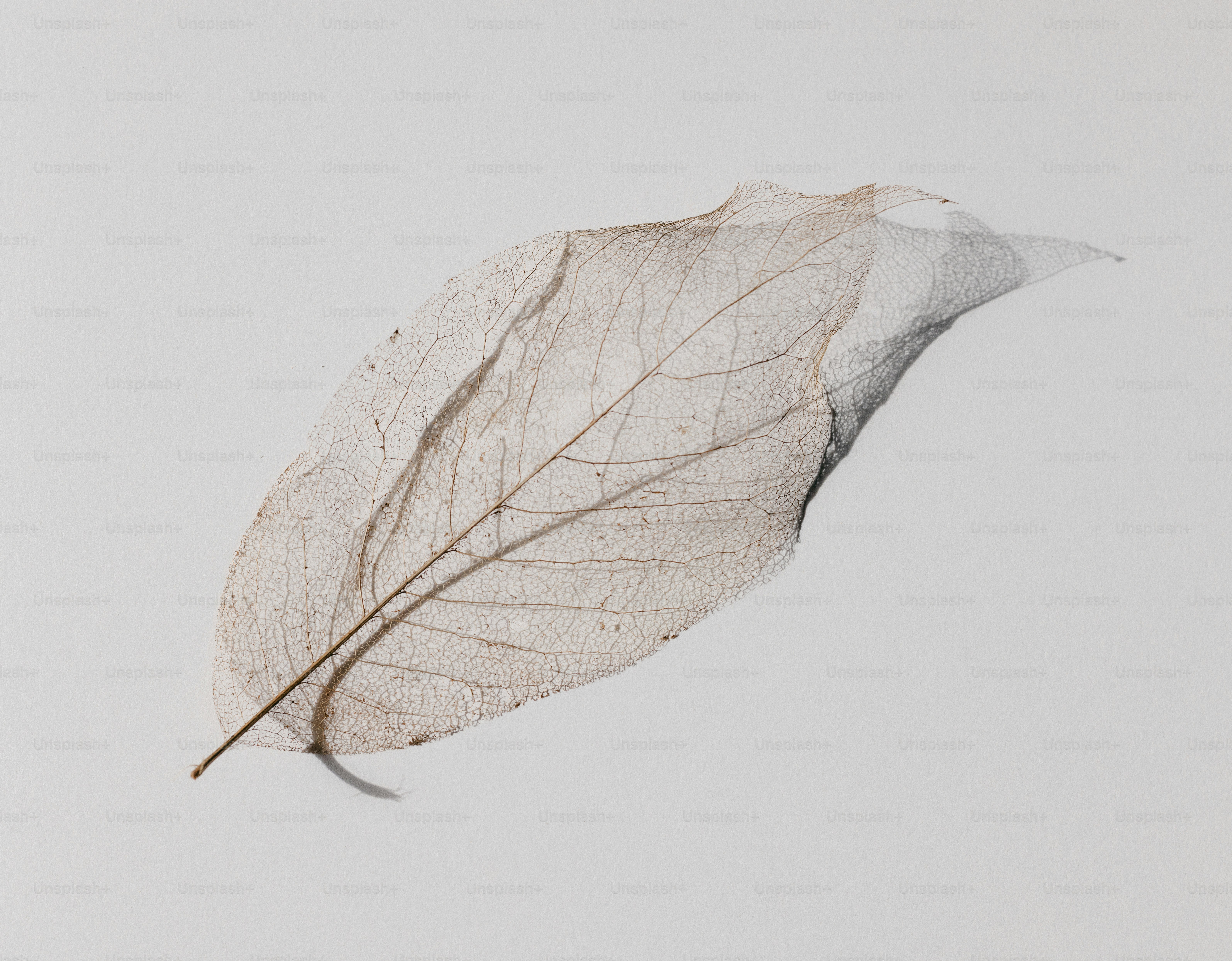 Um delicado esqueleto de folhas em um fundo branco.