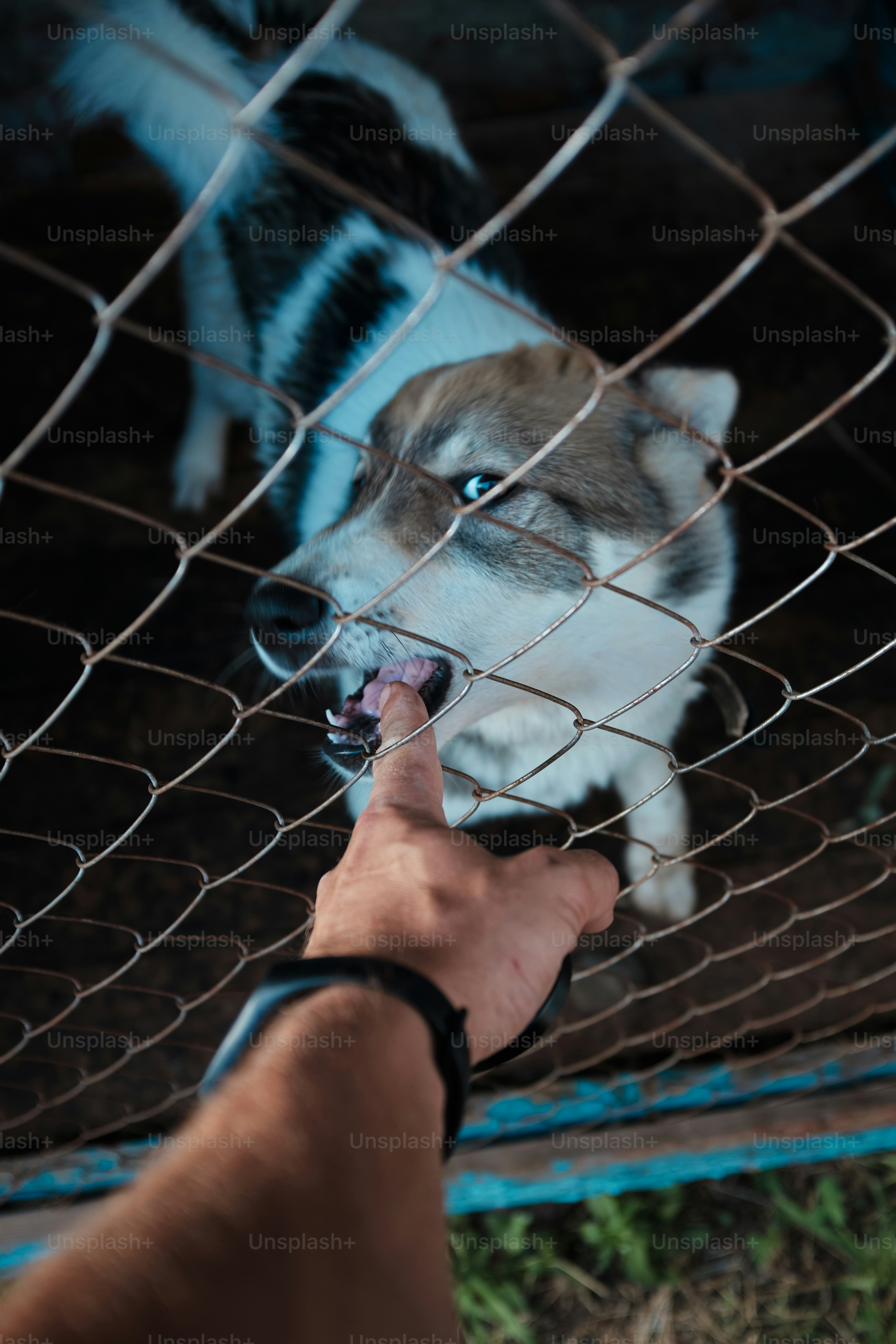 Dog playfully bites a finger through the fence.