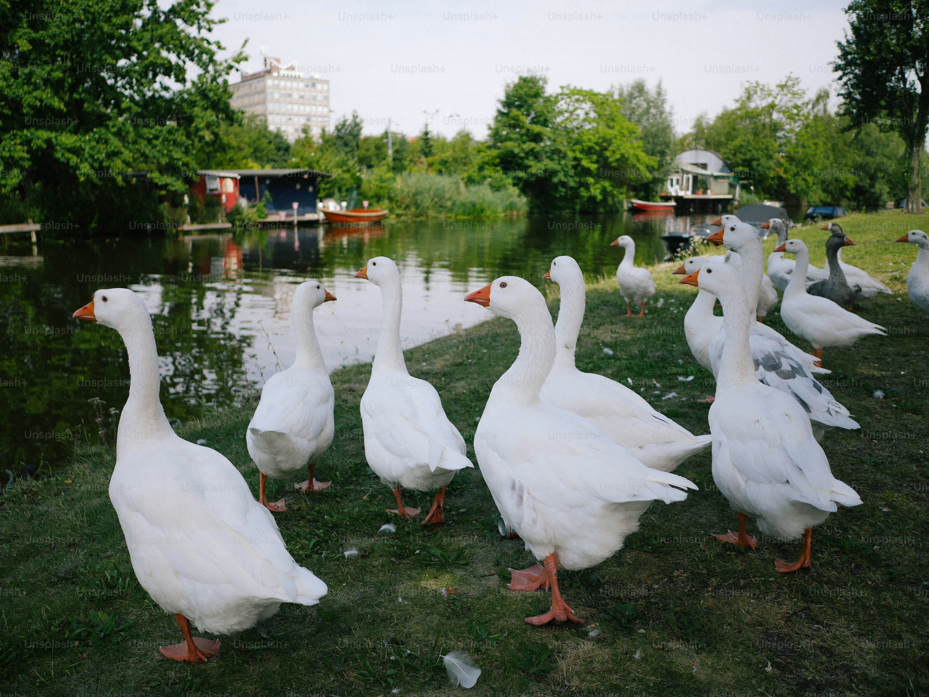 잔잔한 호수 가장자리에서 여러 마리의 거위가 무리를 지어 이동하는 장면. 협력, 평온, 안정의 상징을 연상시키는 이미지