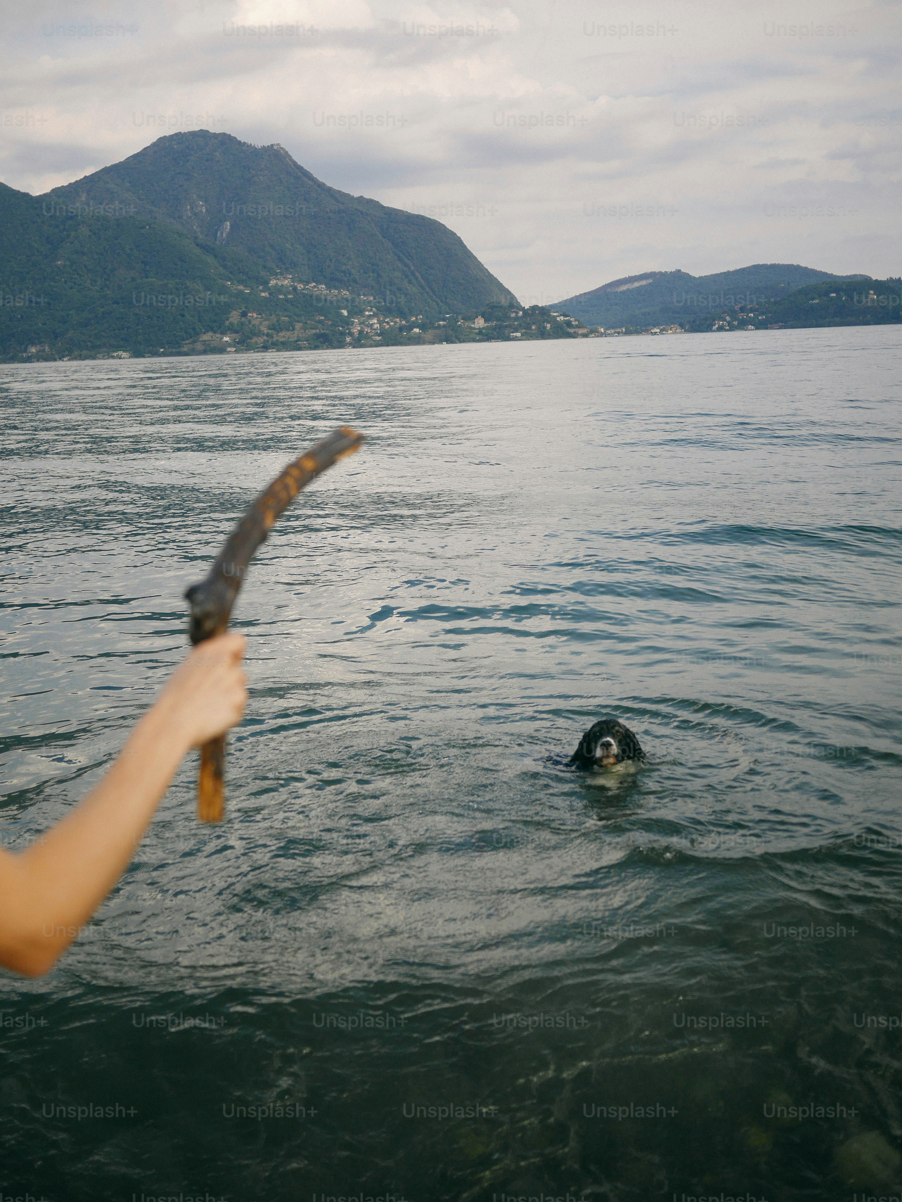 A dog swims in water for a stick.