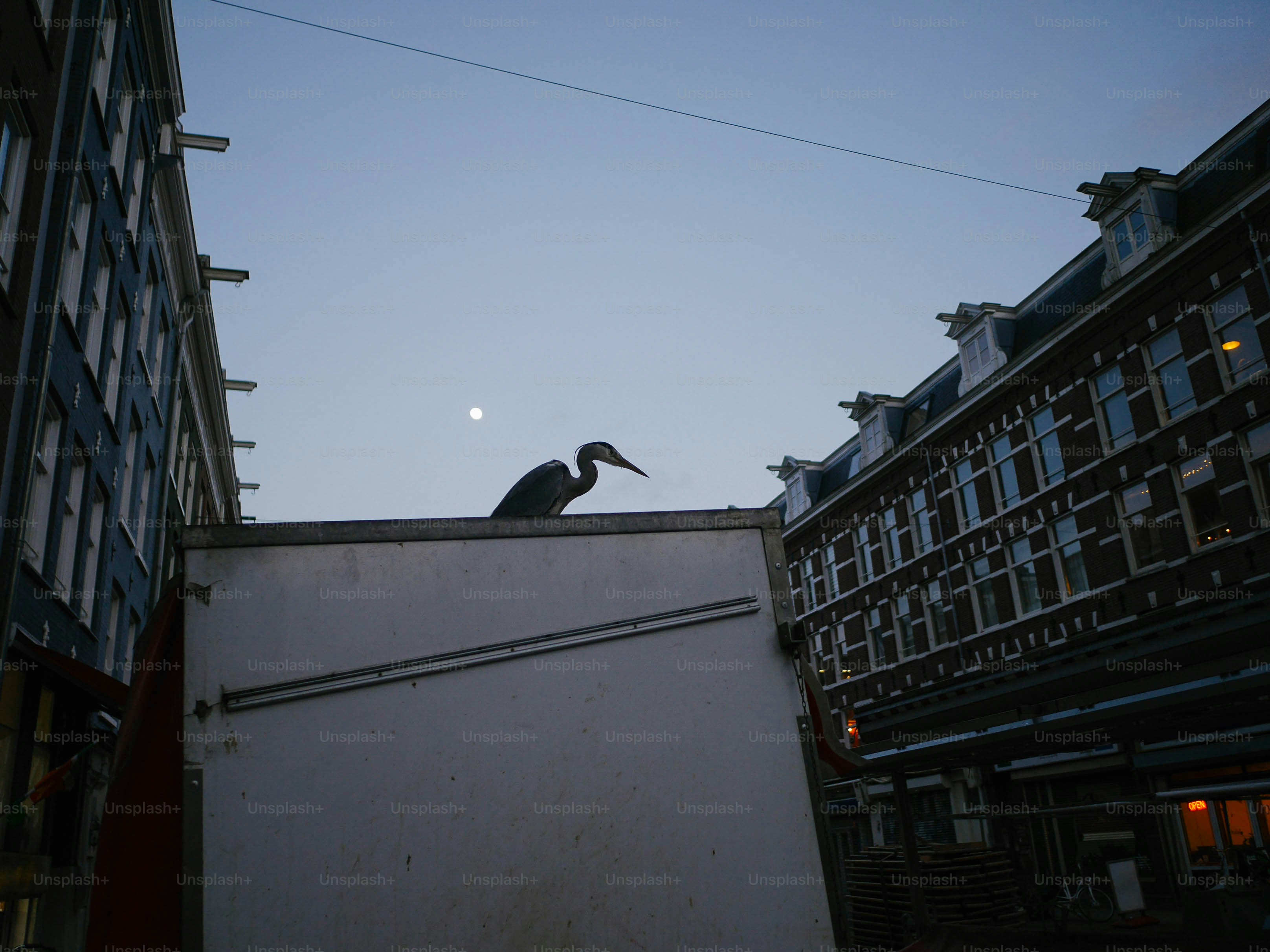 A heron sits atop a white structure at dusk.