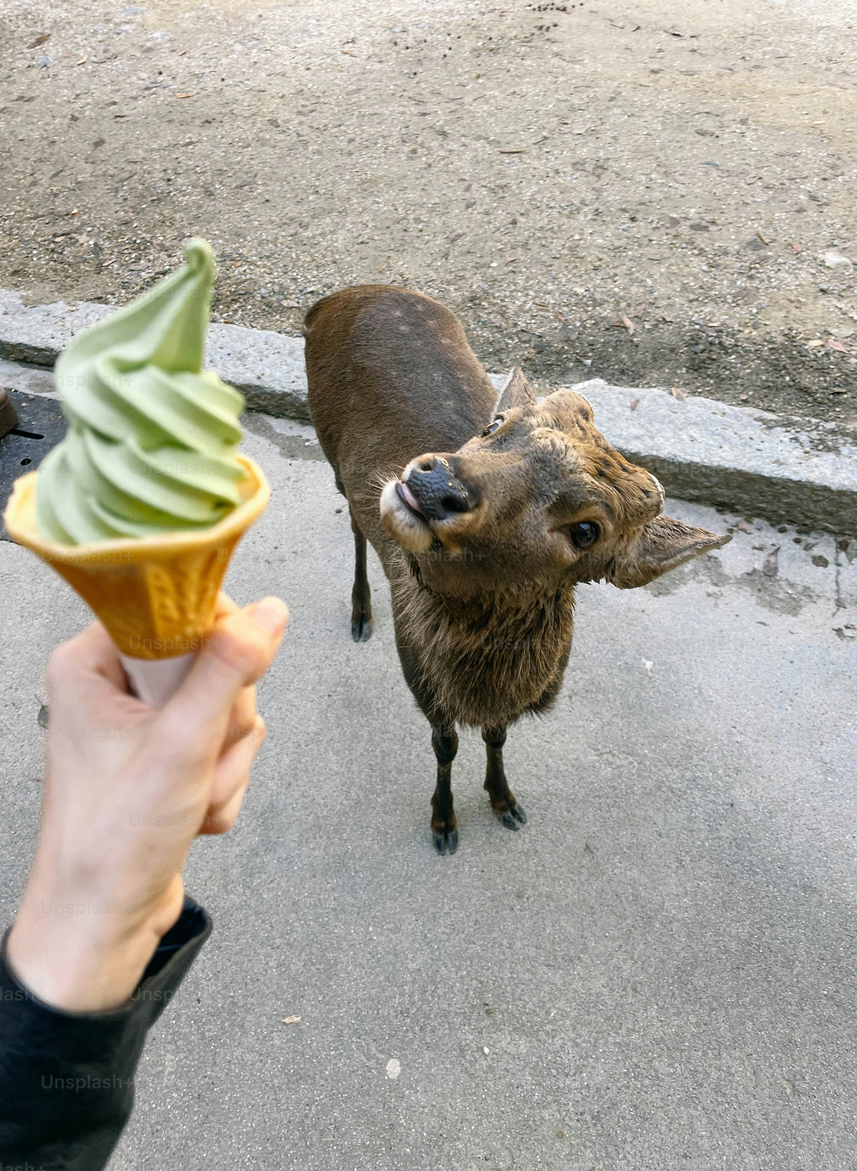 Sorvete de olhos de veado, querendo um doce.