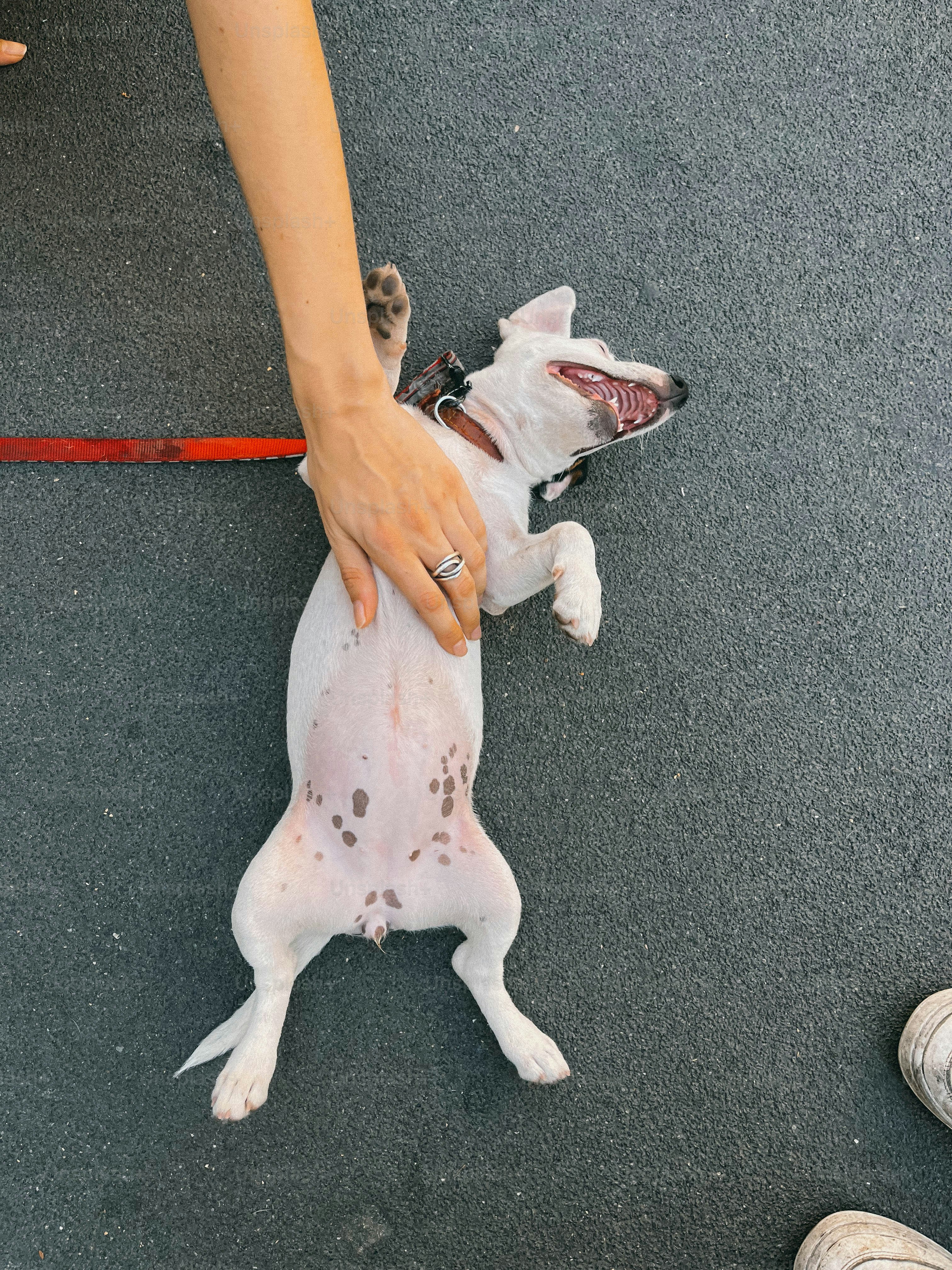 A happy dog gets a belly rub.
