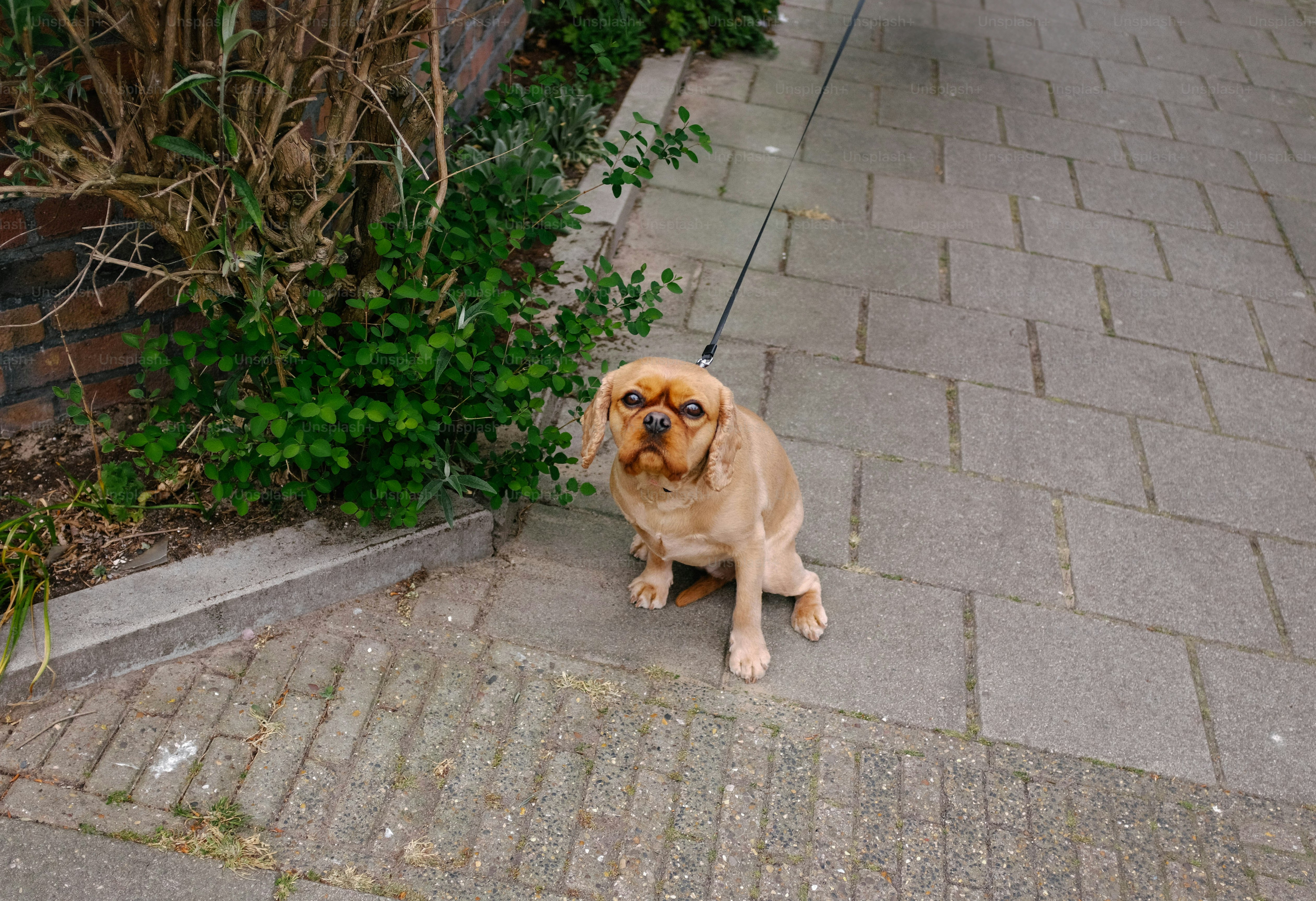 A cavalier king charles spaniel sits on the sidewalk.