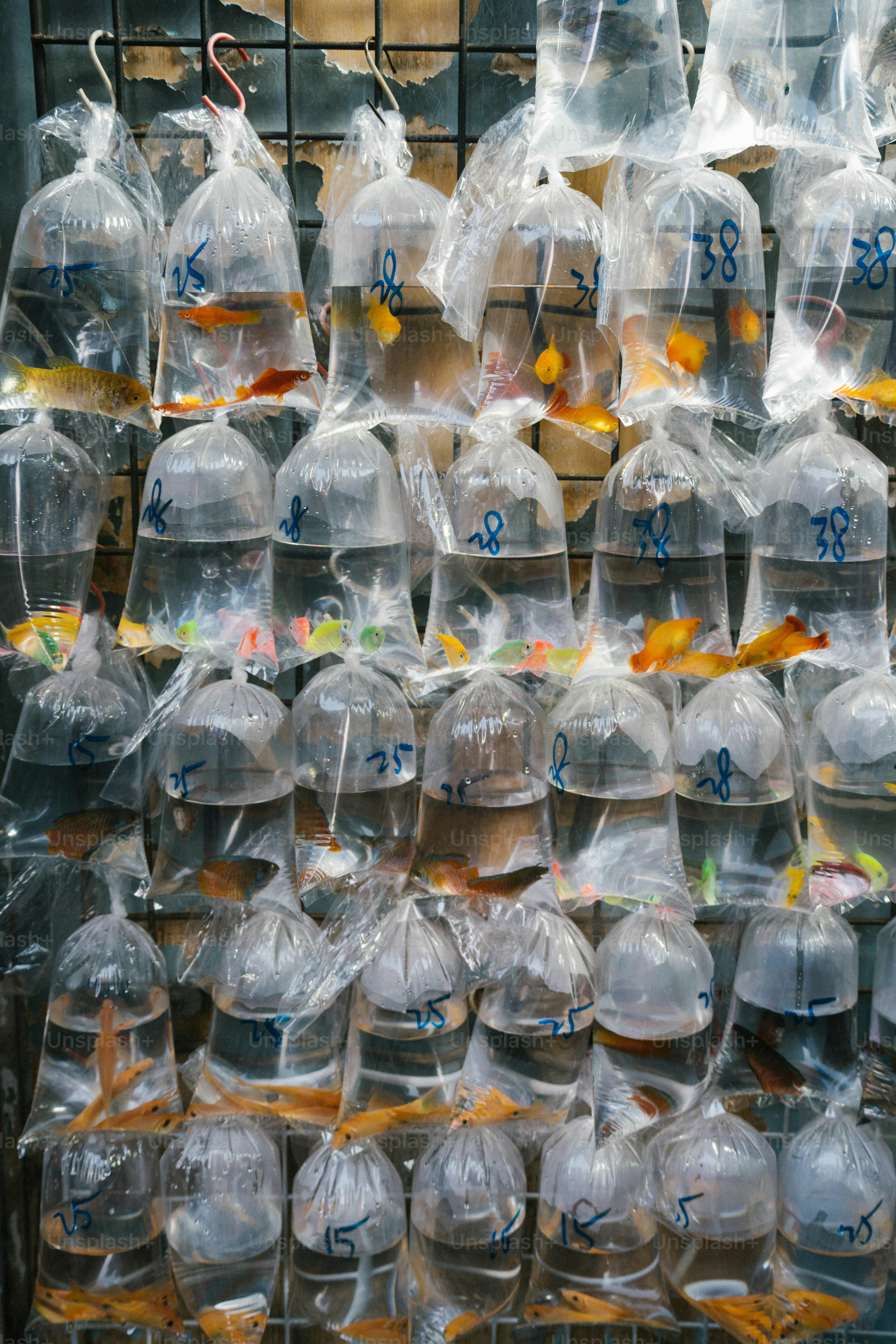 Goldfish are sold in plastic bags