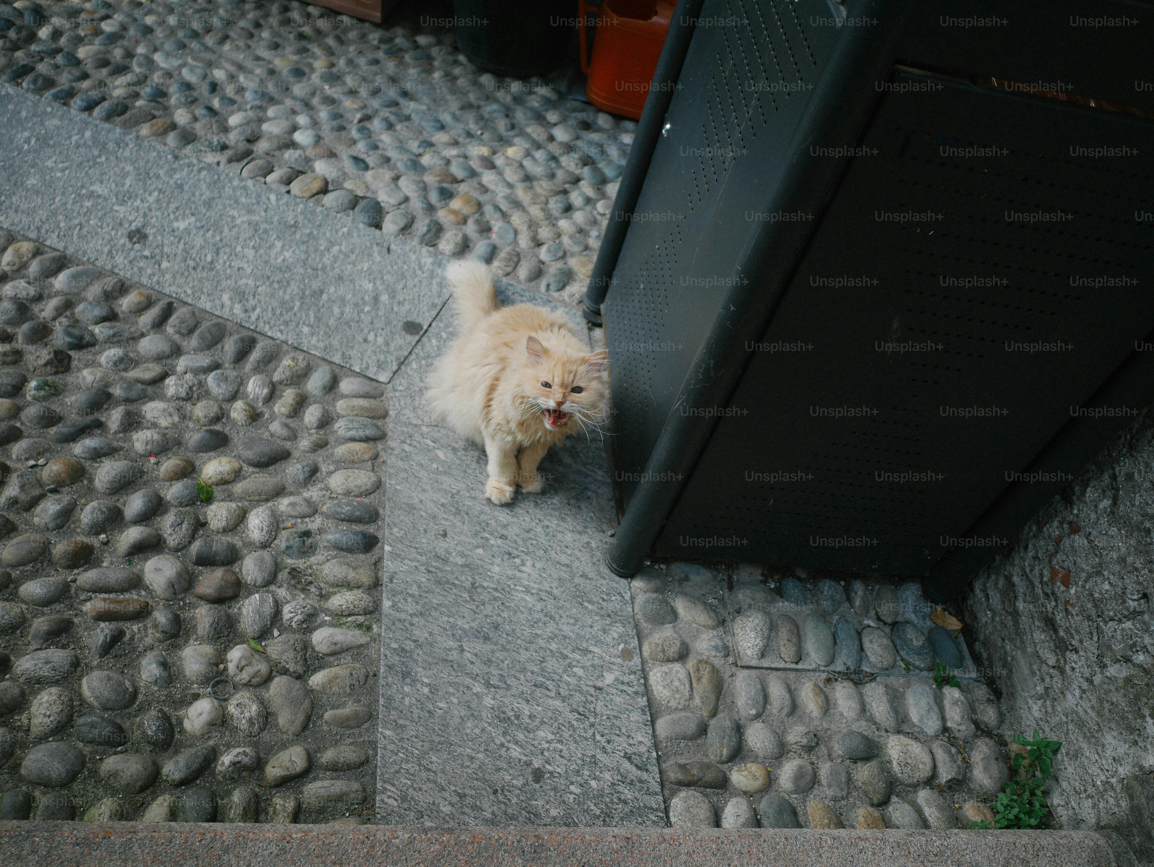 A cat stands on a stone pathway.