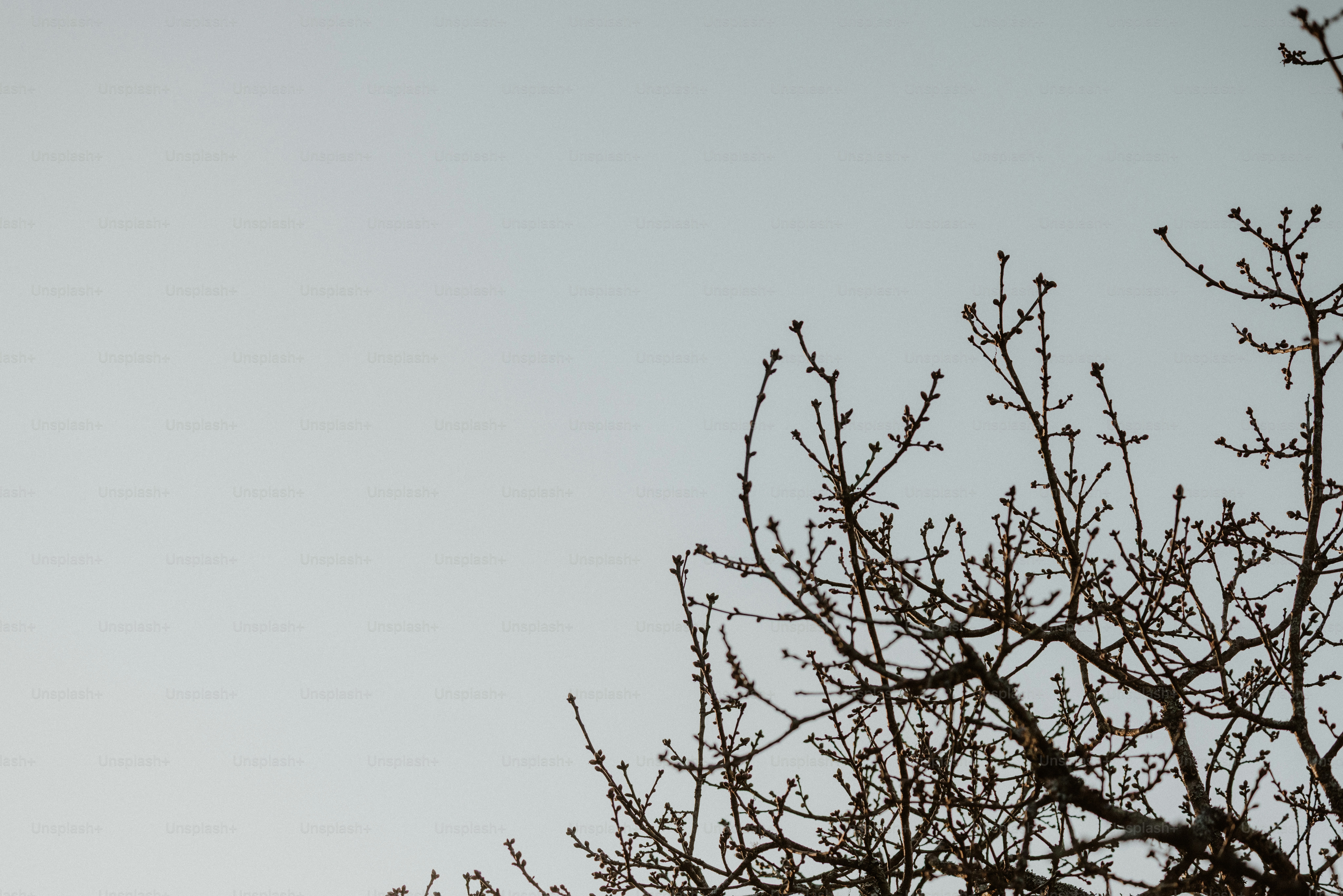 Kahle Äste strecken sich in den grauen Himmel