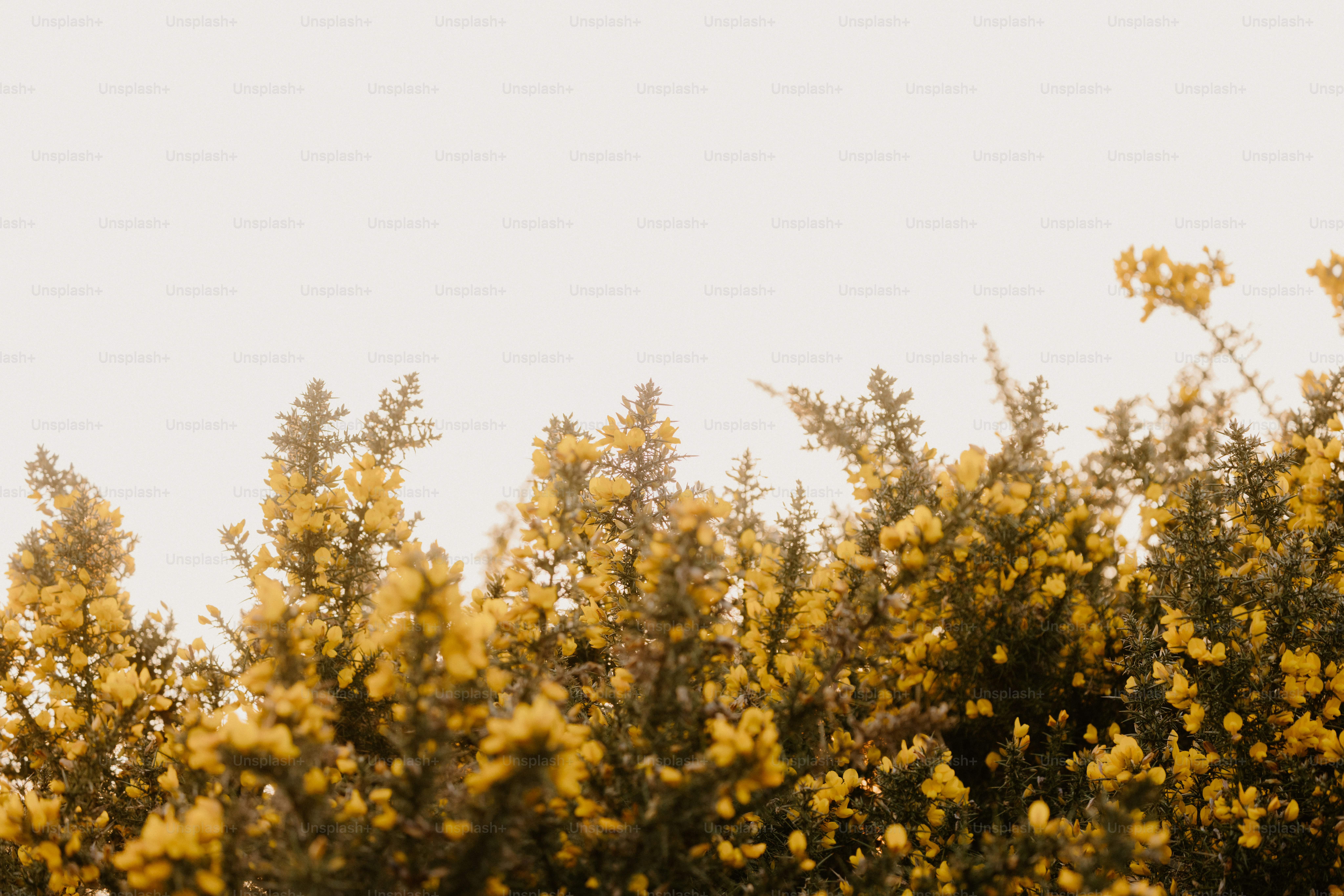 Yellow flowers bloom against a pale sky.