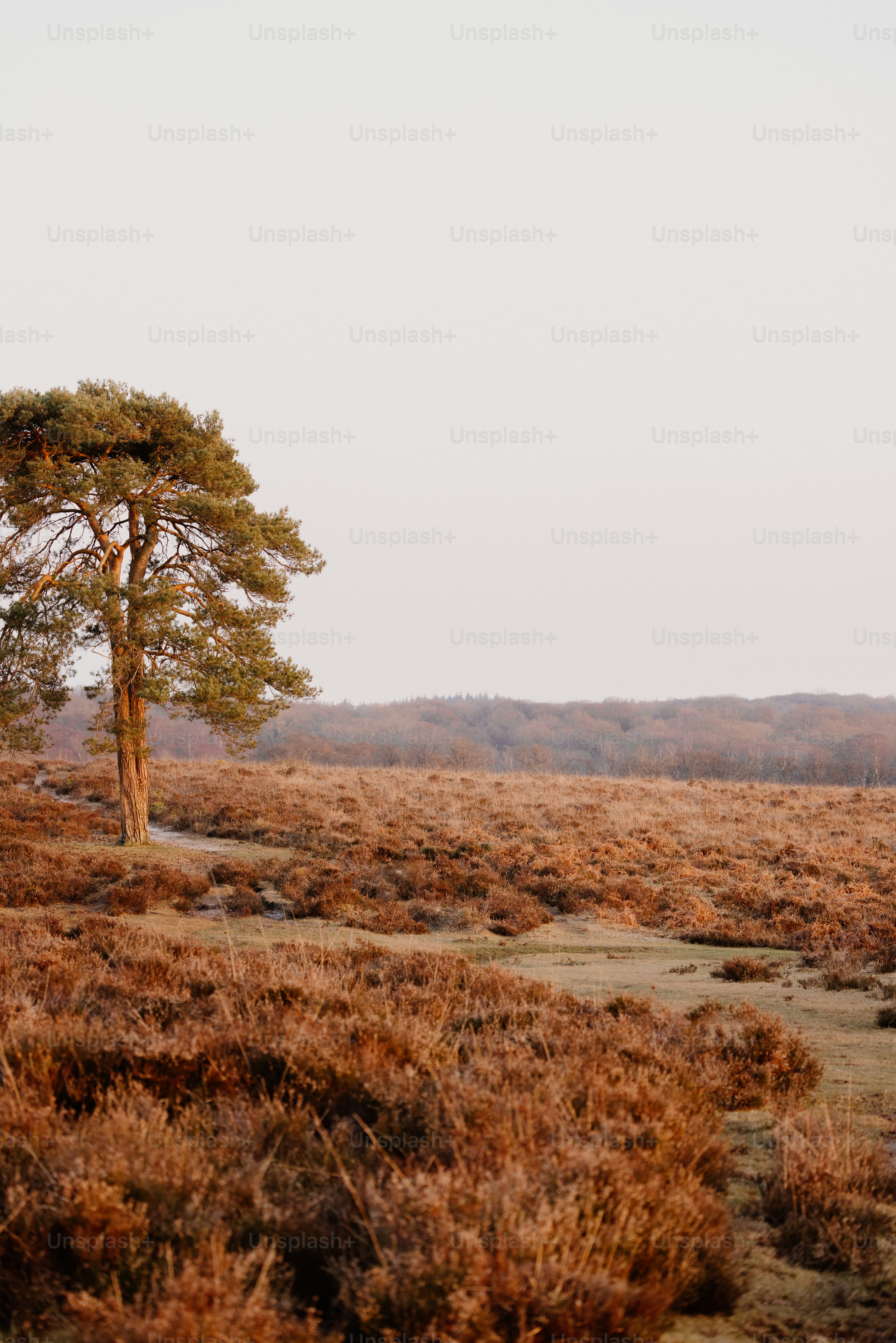 Lonely tree stands tall in a field.
