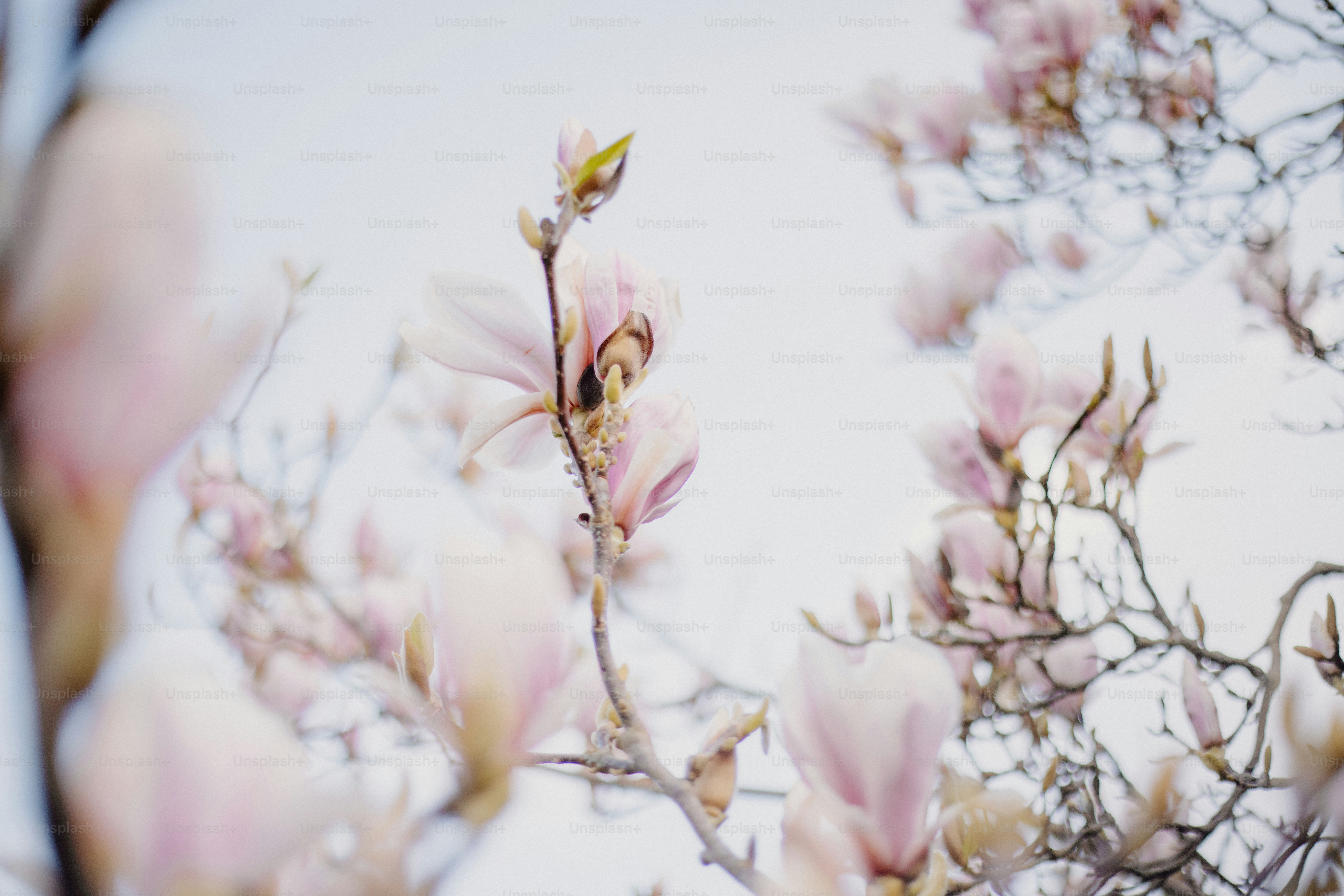 Pink magnolia flowers bloom against a cloudy sky.