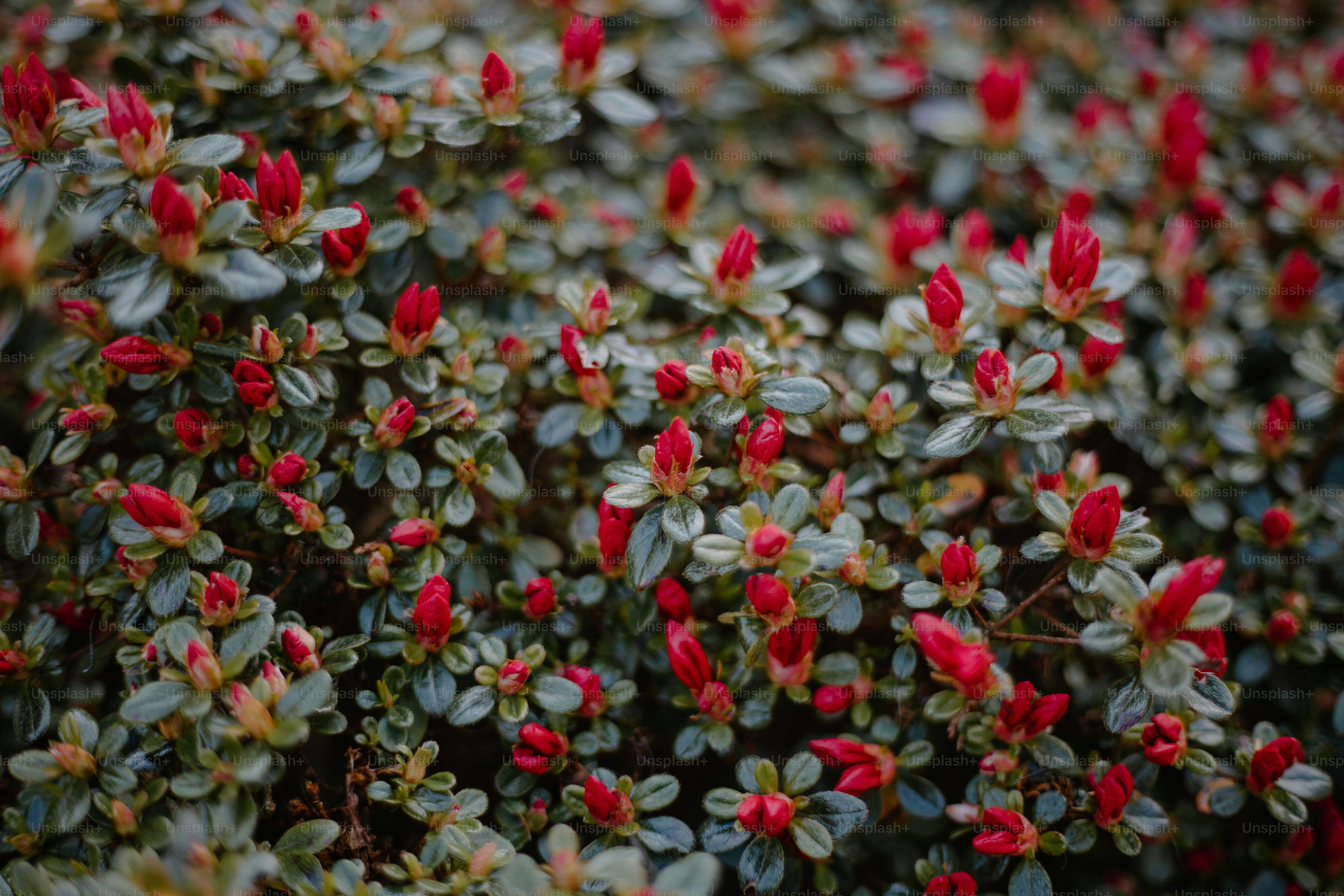 Rote Knospen blühen inmitten der grünen Blätter.