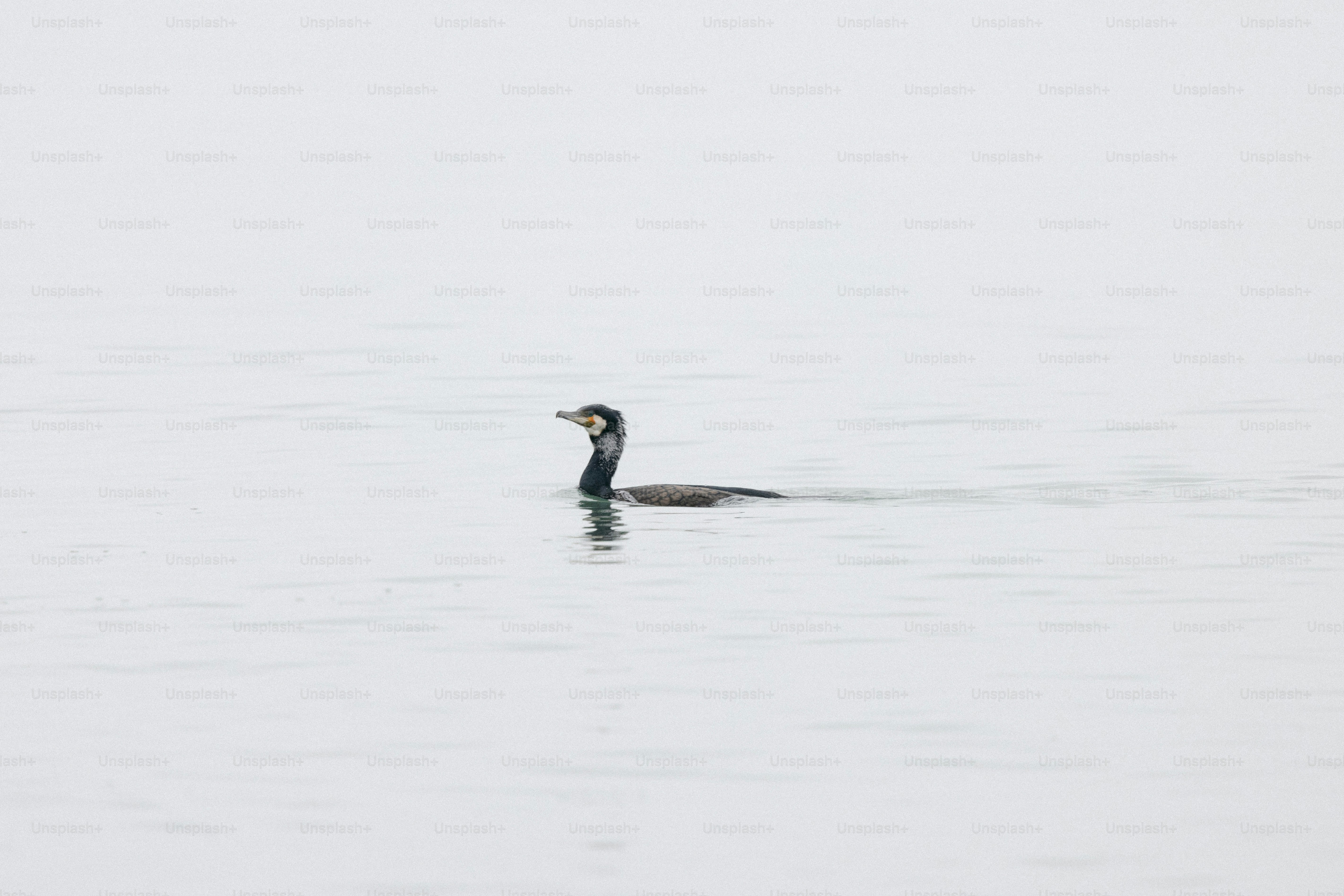 A cormorant swims in the calm, gray water.