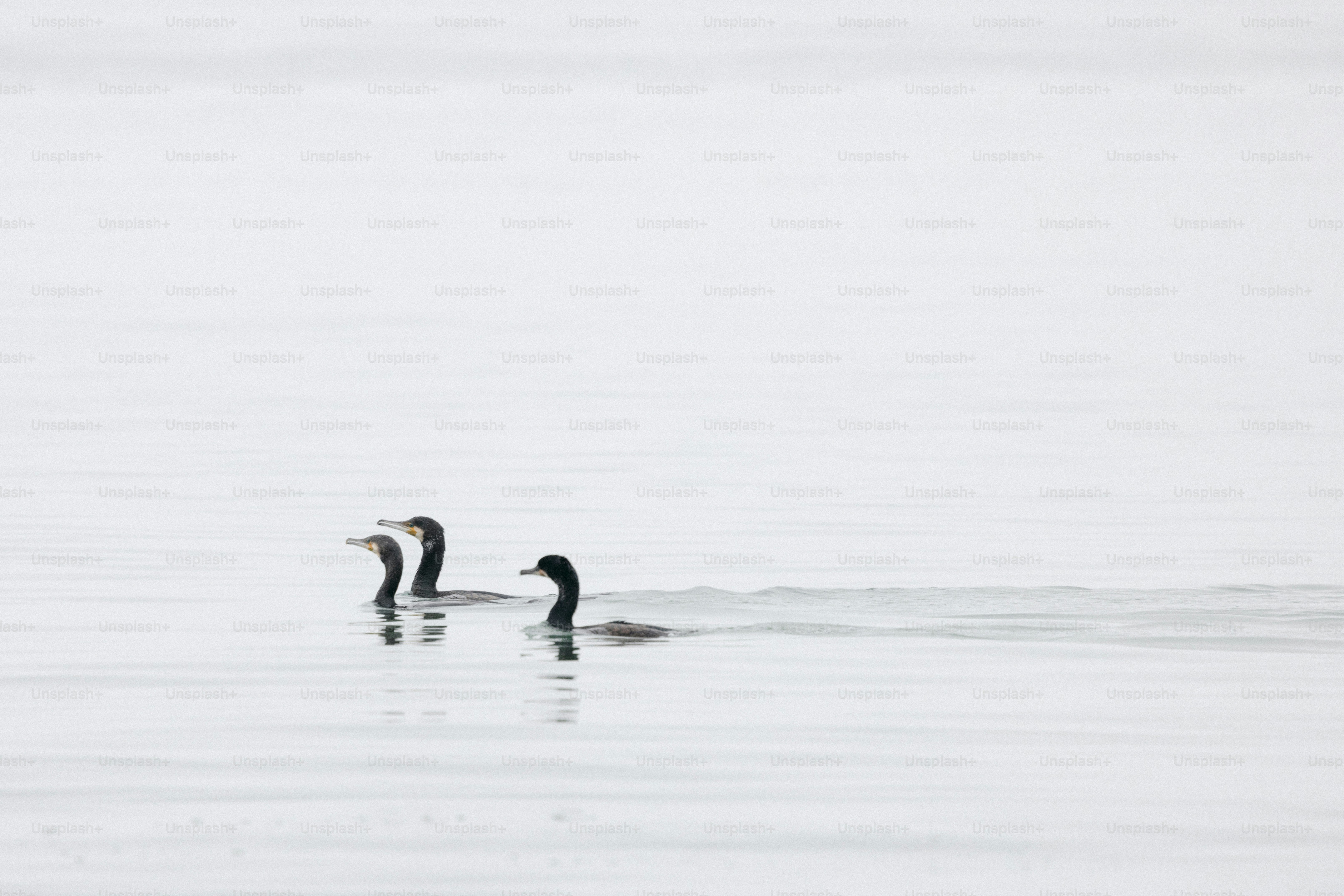 Three birds swim on a calm, bright body of water.