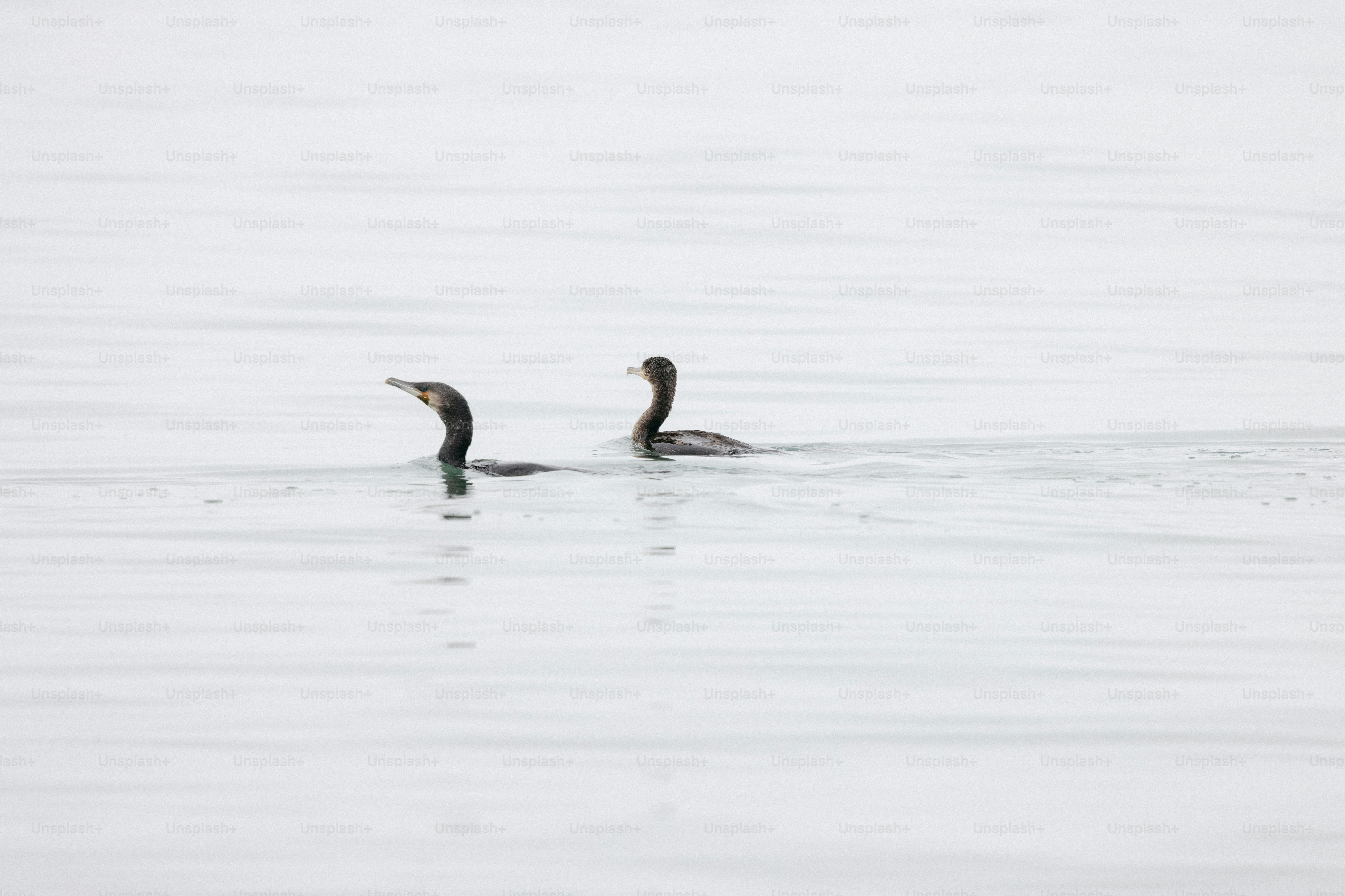 Two cormorants swim peacefully in the water.