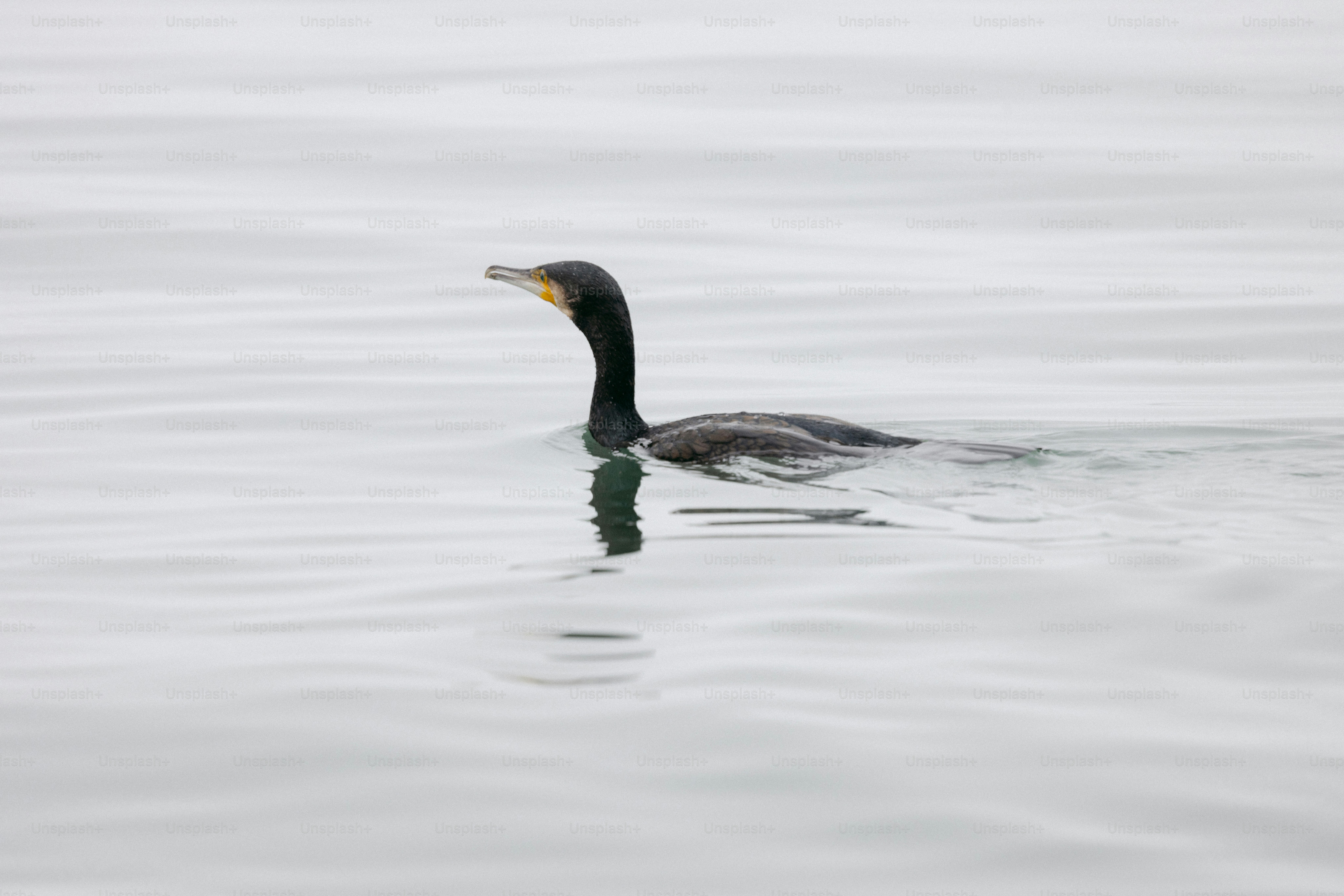 Ein Kormoran schwimmt in ruhigem Wasser.