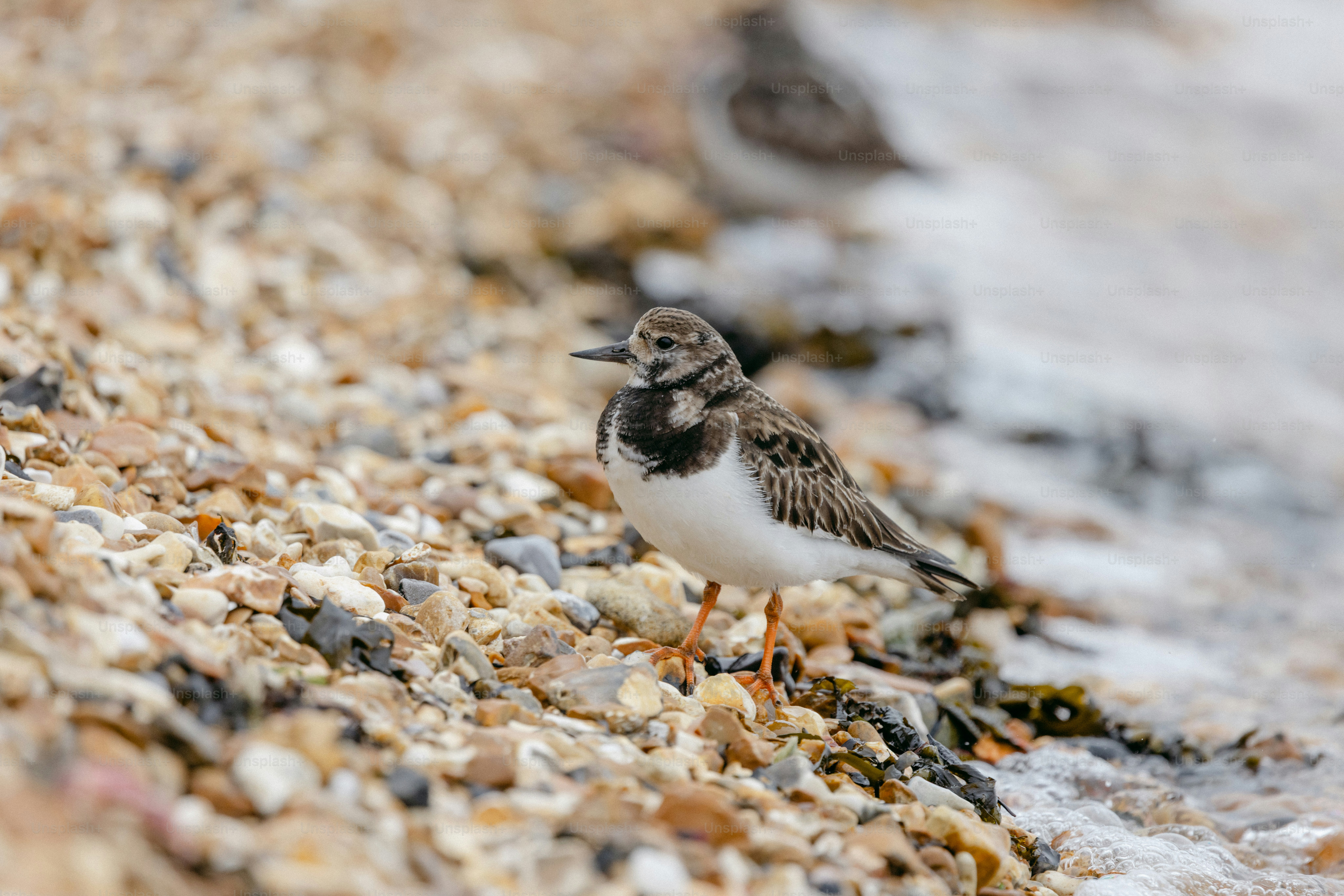 A ruddy turnstone bird stands on a rocky shore.
