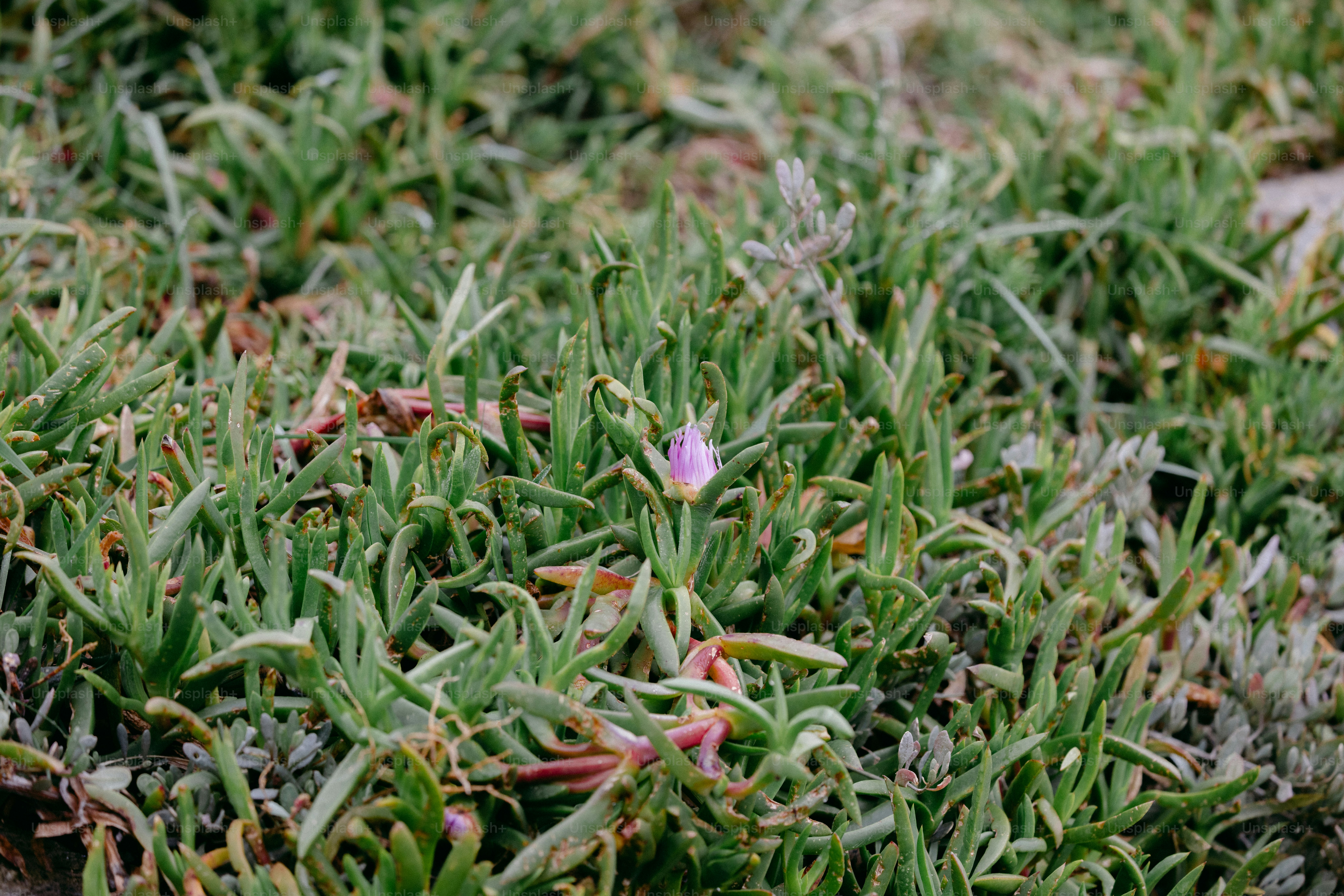 Green succulents grow with a small, purple flower.