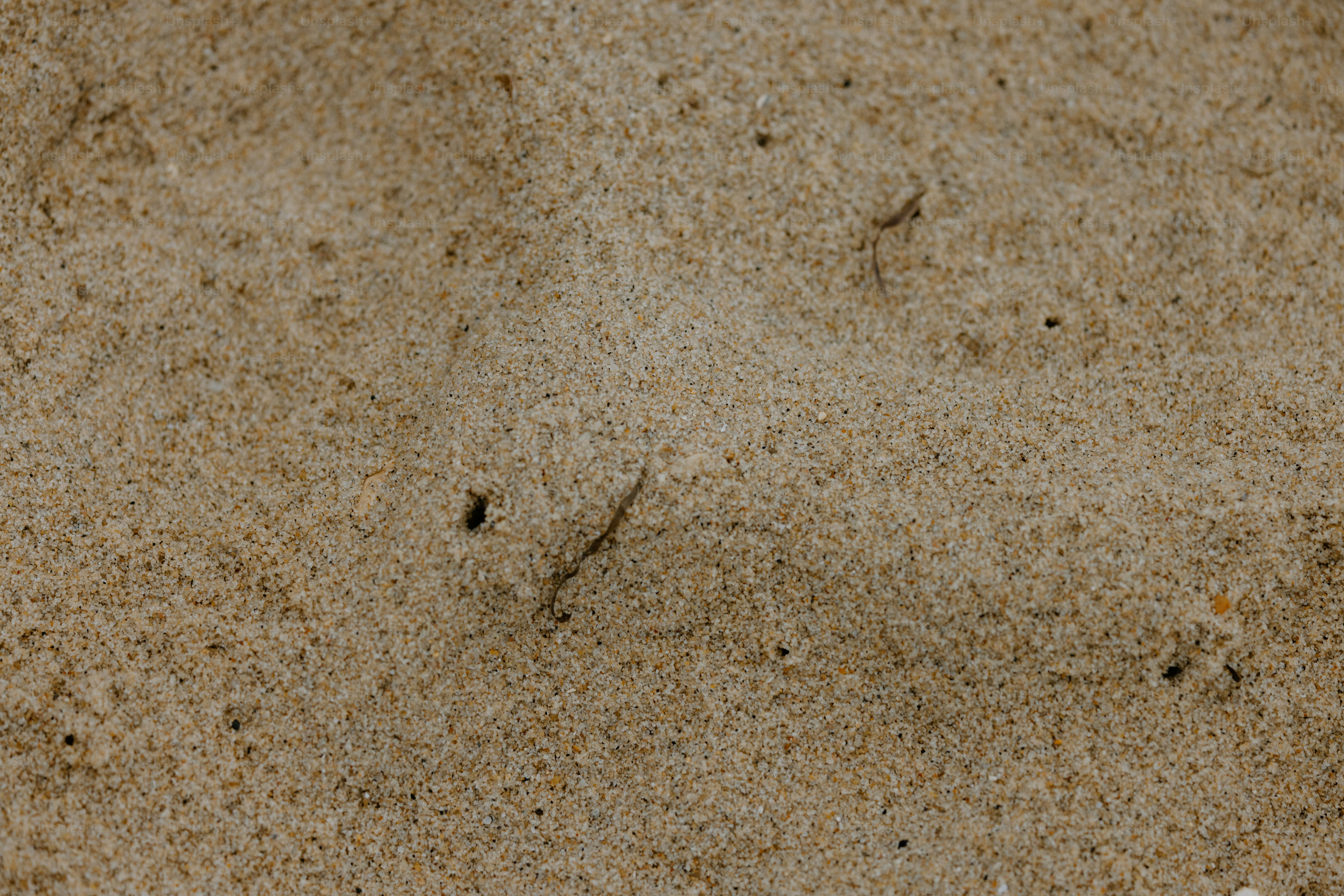 Sandy texture close-up with a few small details.