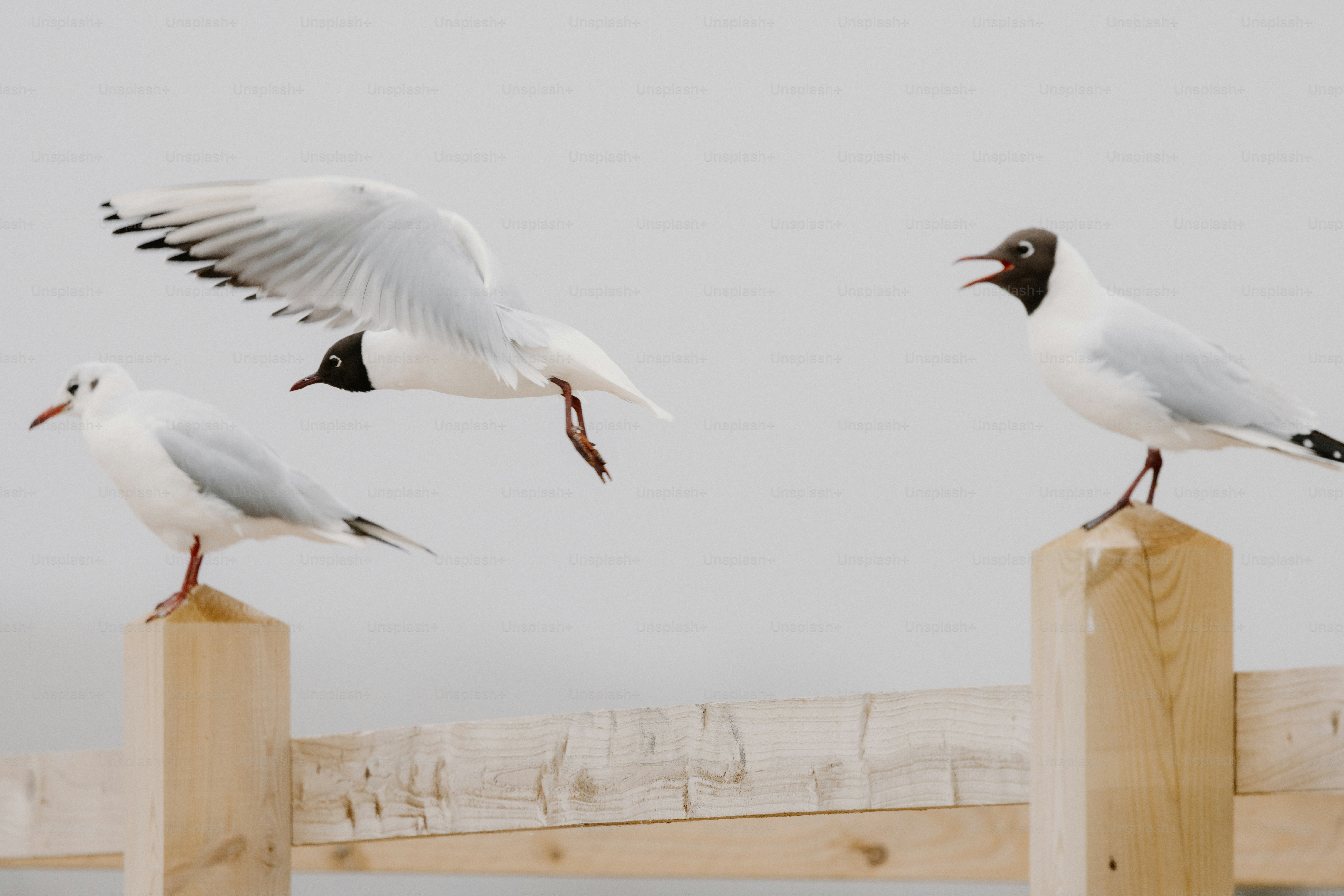 Seagulls perch on fence posts, with one taking flight.