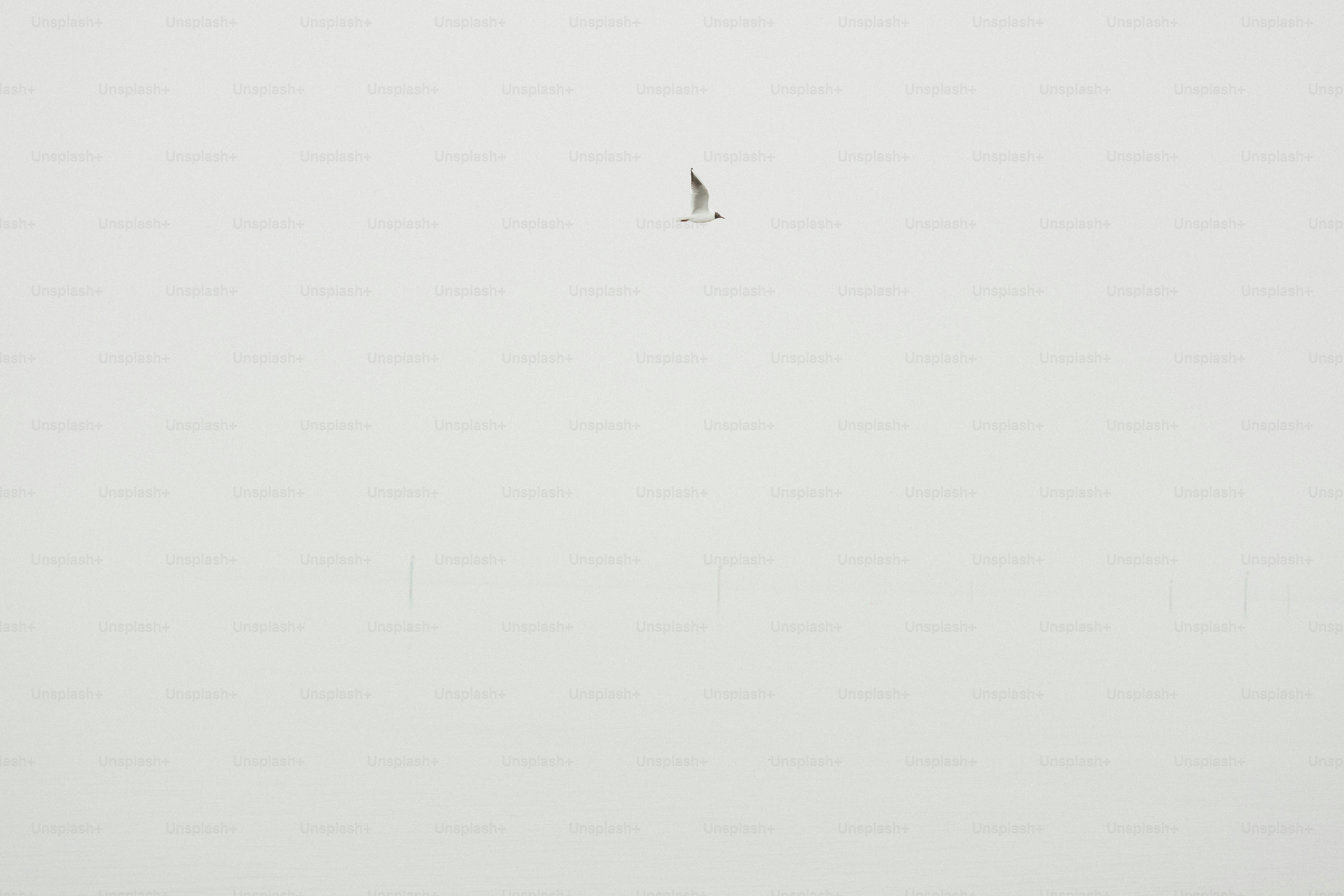 A seagull soars in the sky.