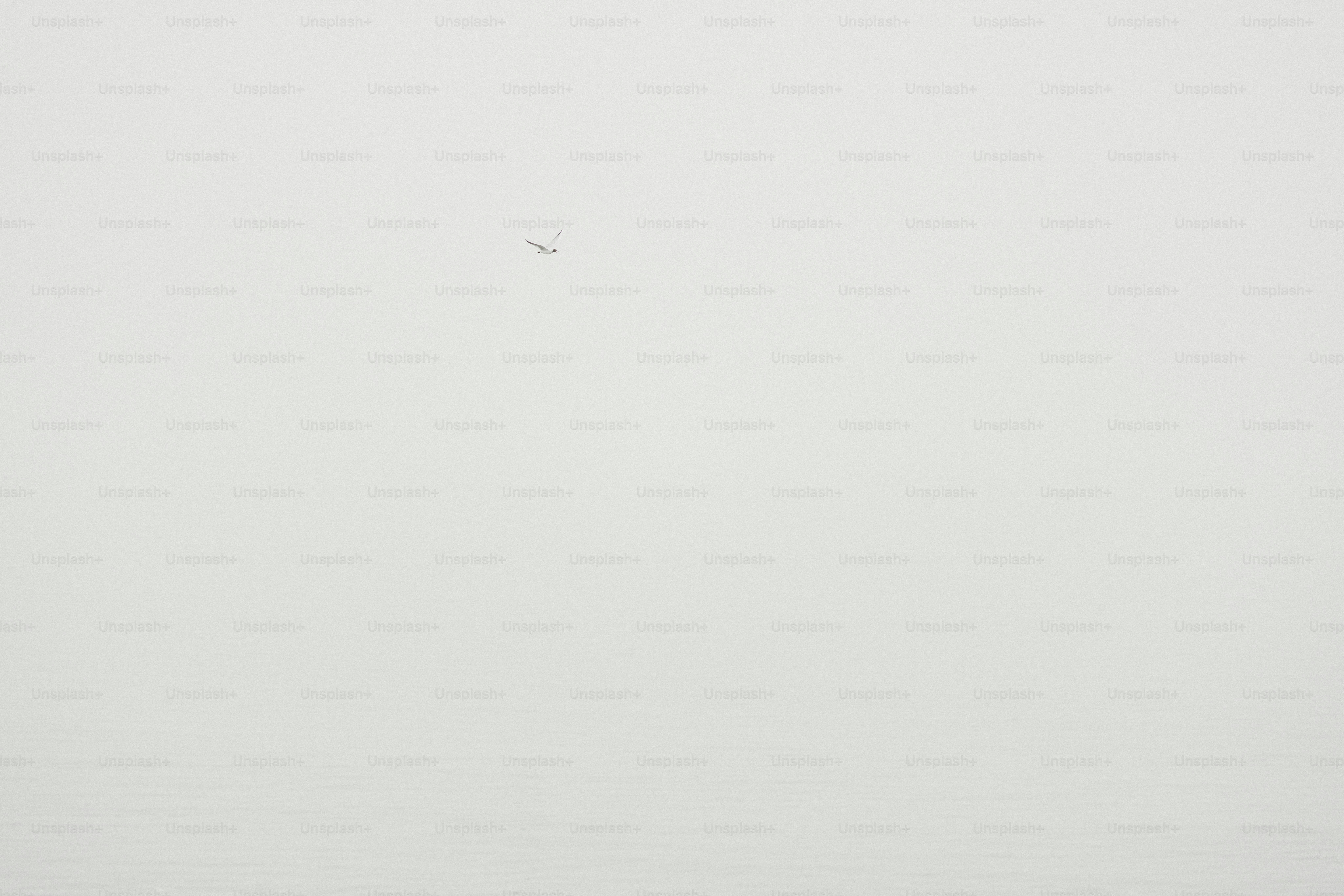 Un pequeño avión vuela en un cielo gris.