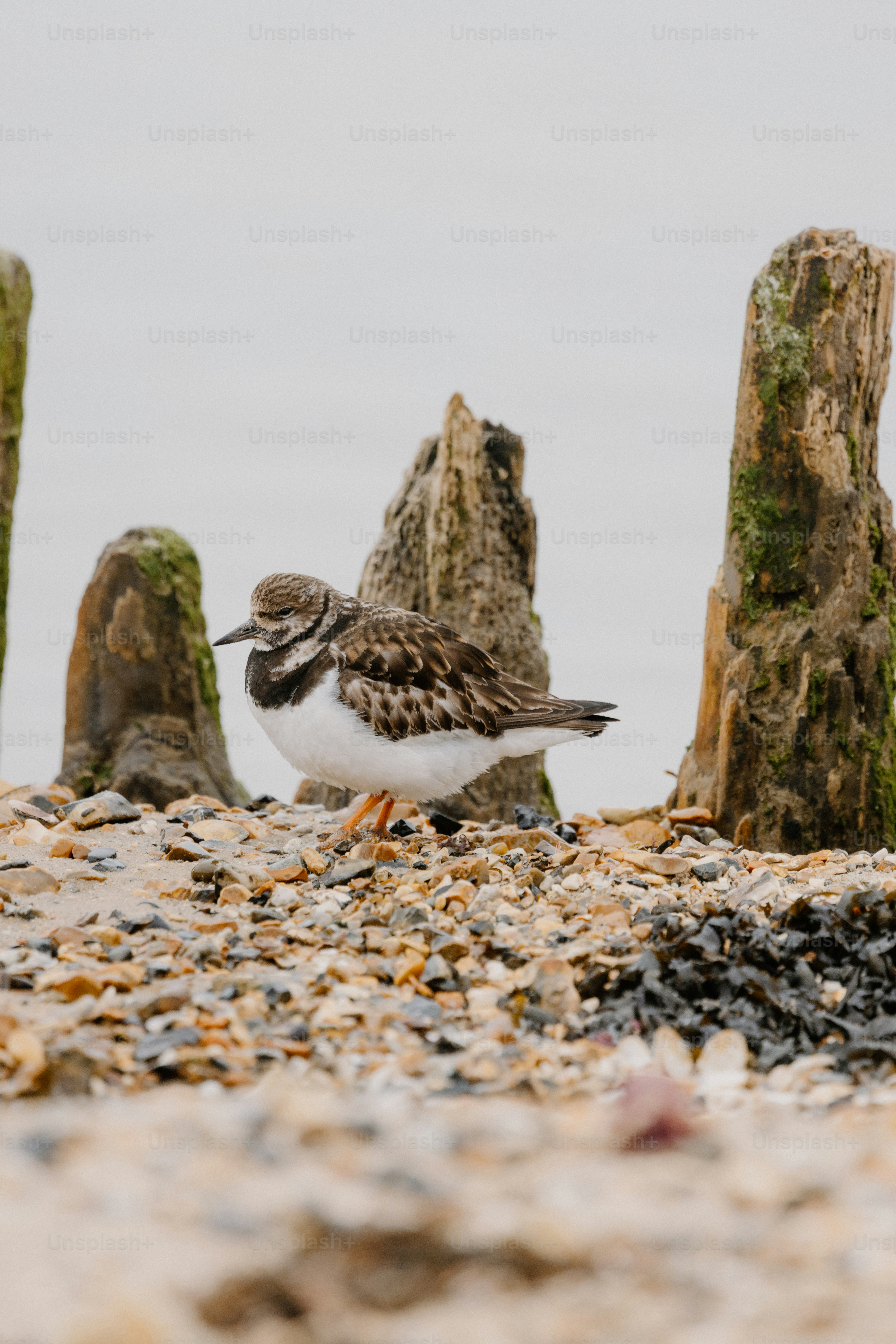 A bird stands on pebbles near wooden posts.