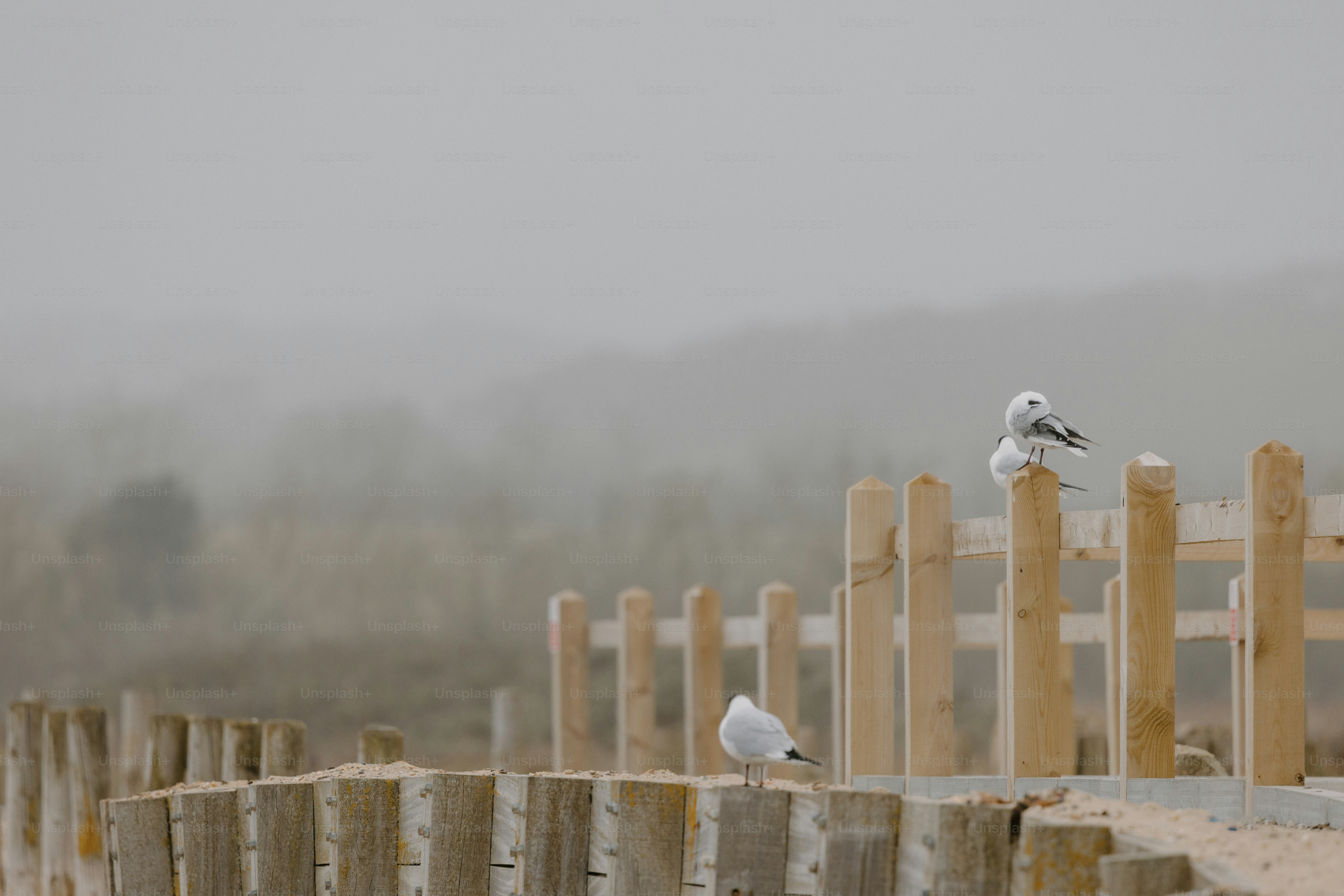 Seagulls perch on a fence on a foggy day.