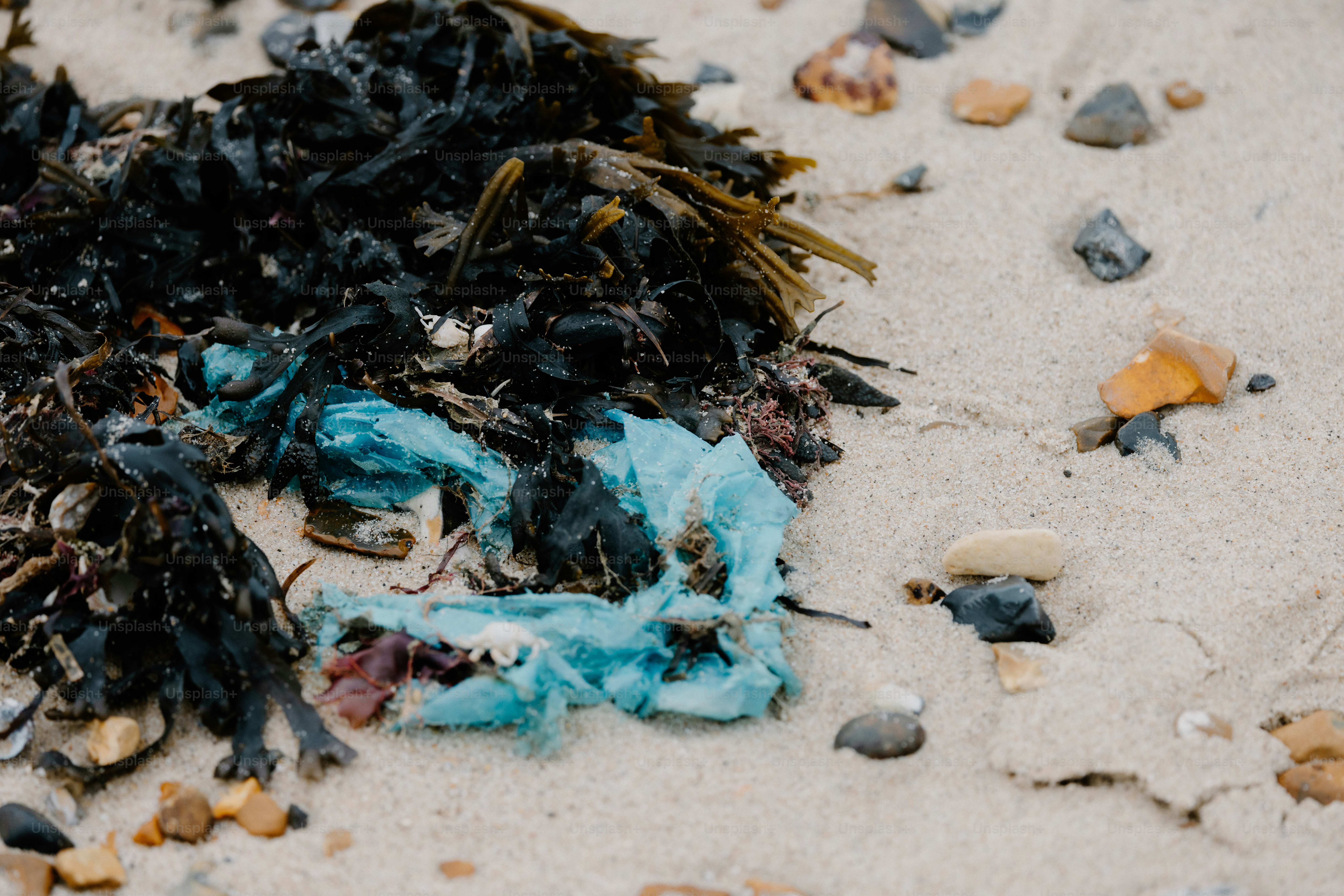 Algas y basura plástica en la playa de arena.