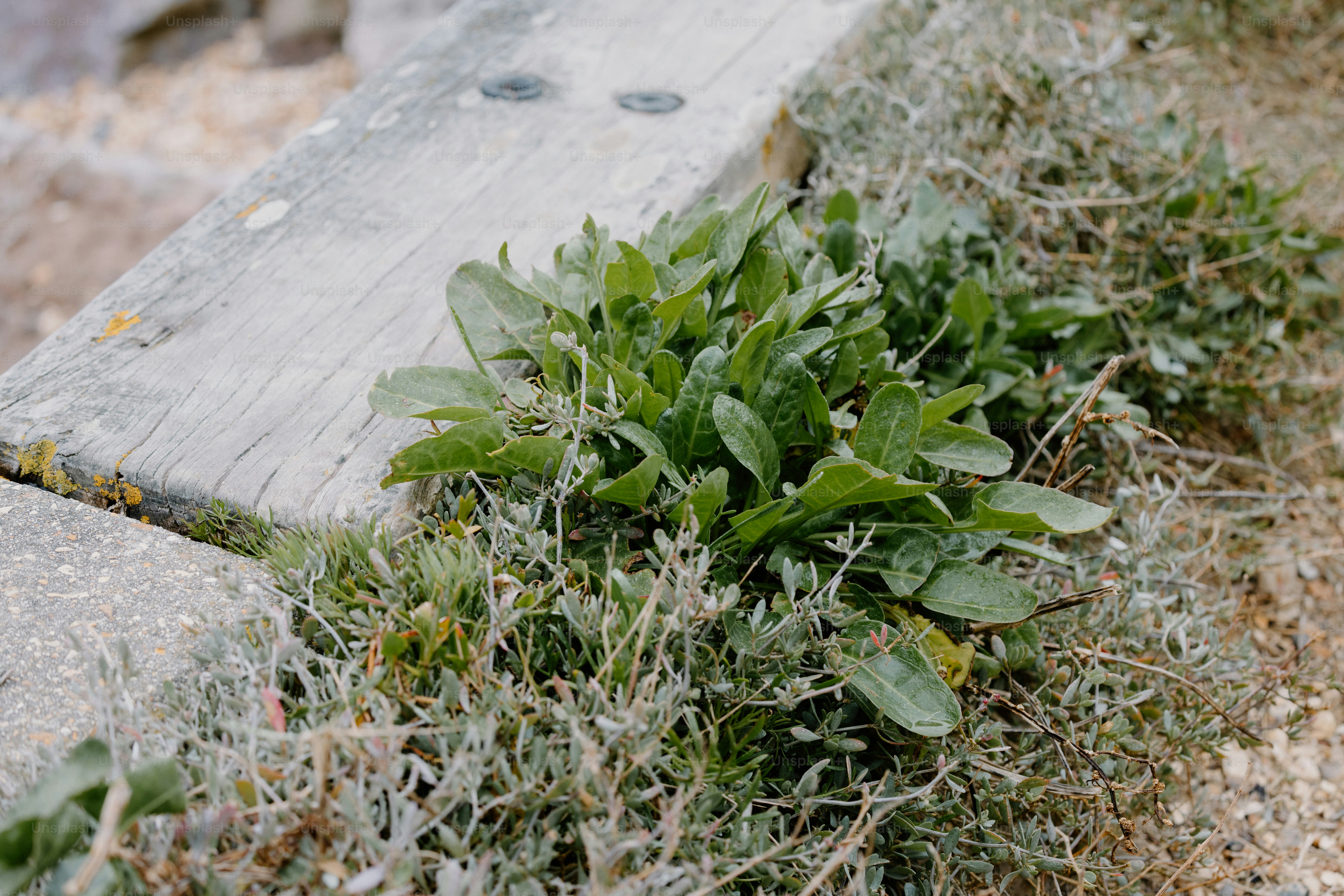 Plants grow beside a weathered wooden structure.